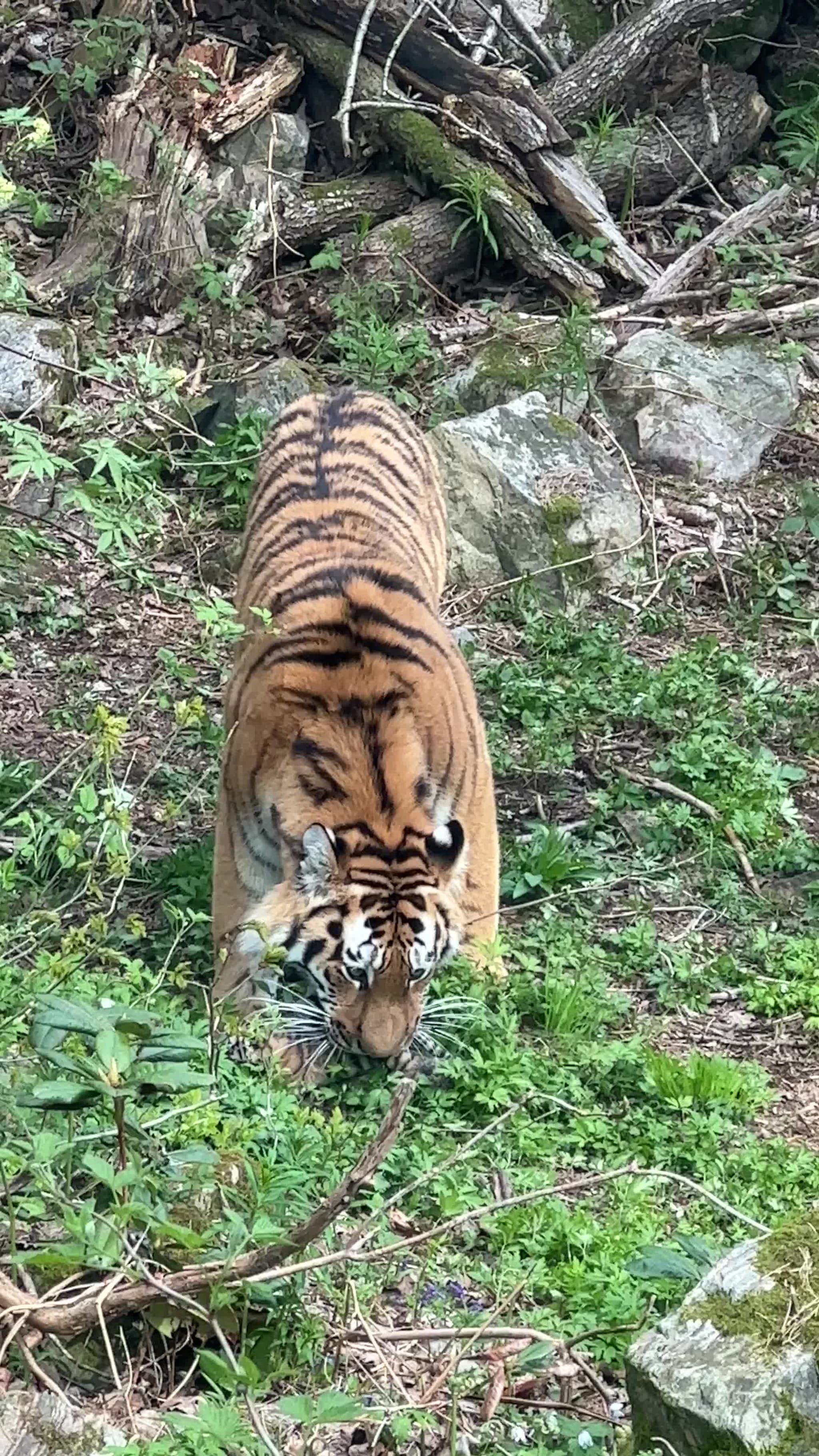 Tigerfødselen i Dyreparken
