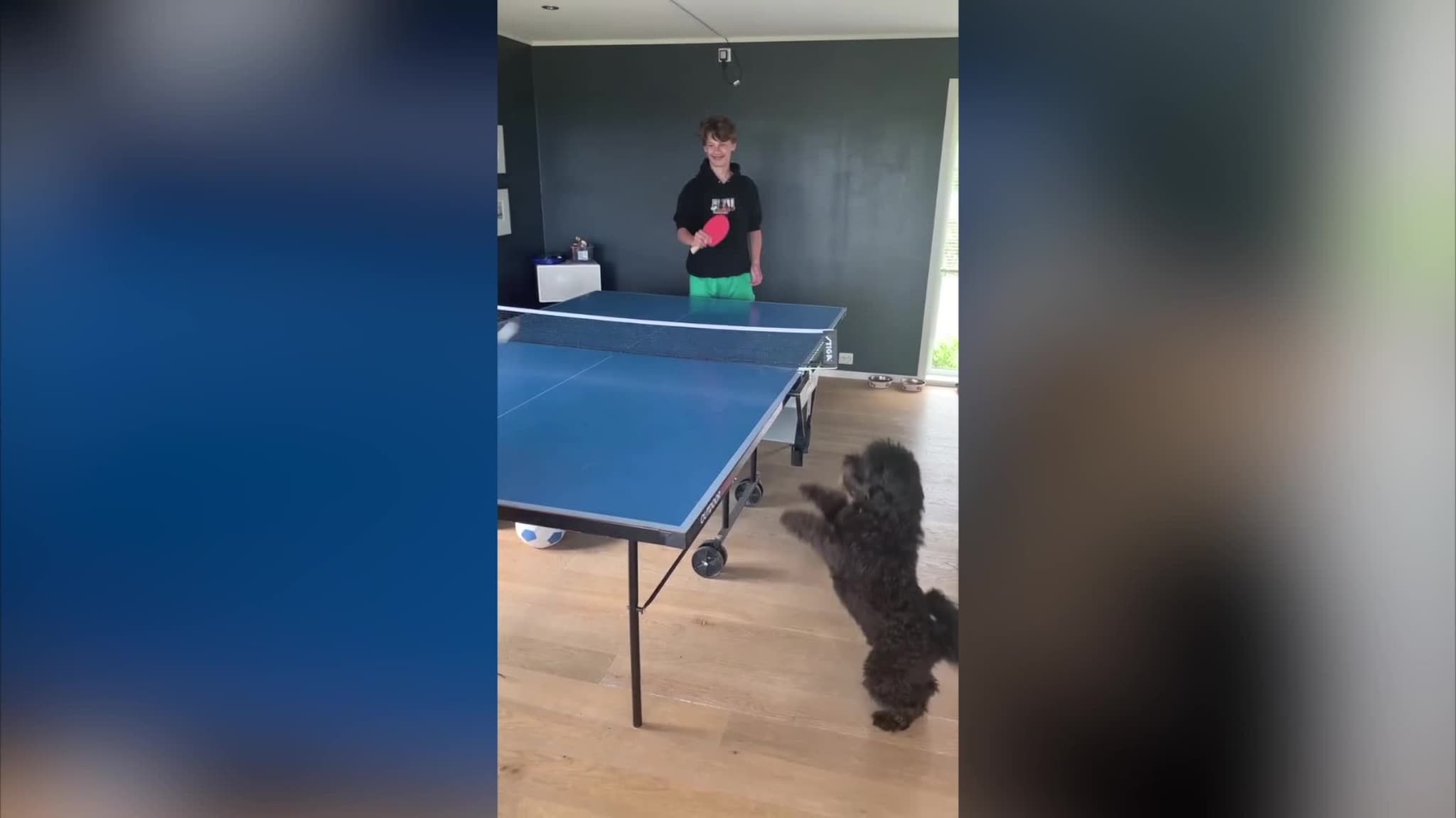 Cavapoo Nala esker bordtennis