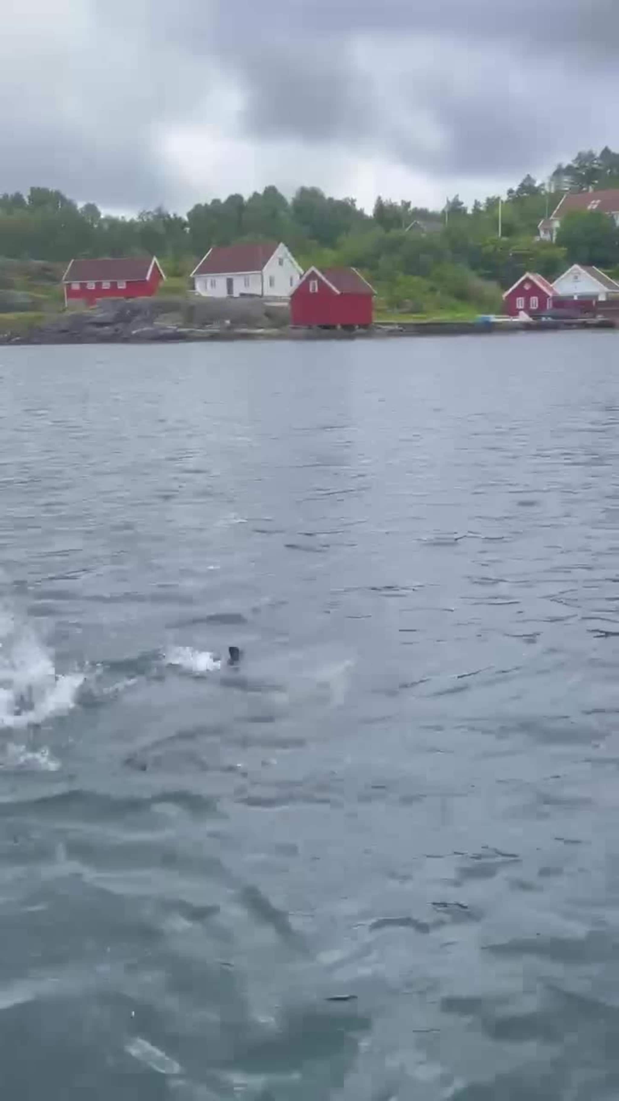 Delfin ved Kroodden