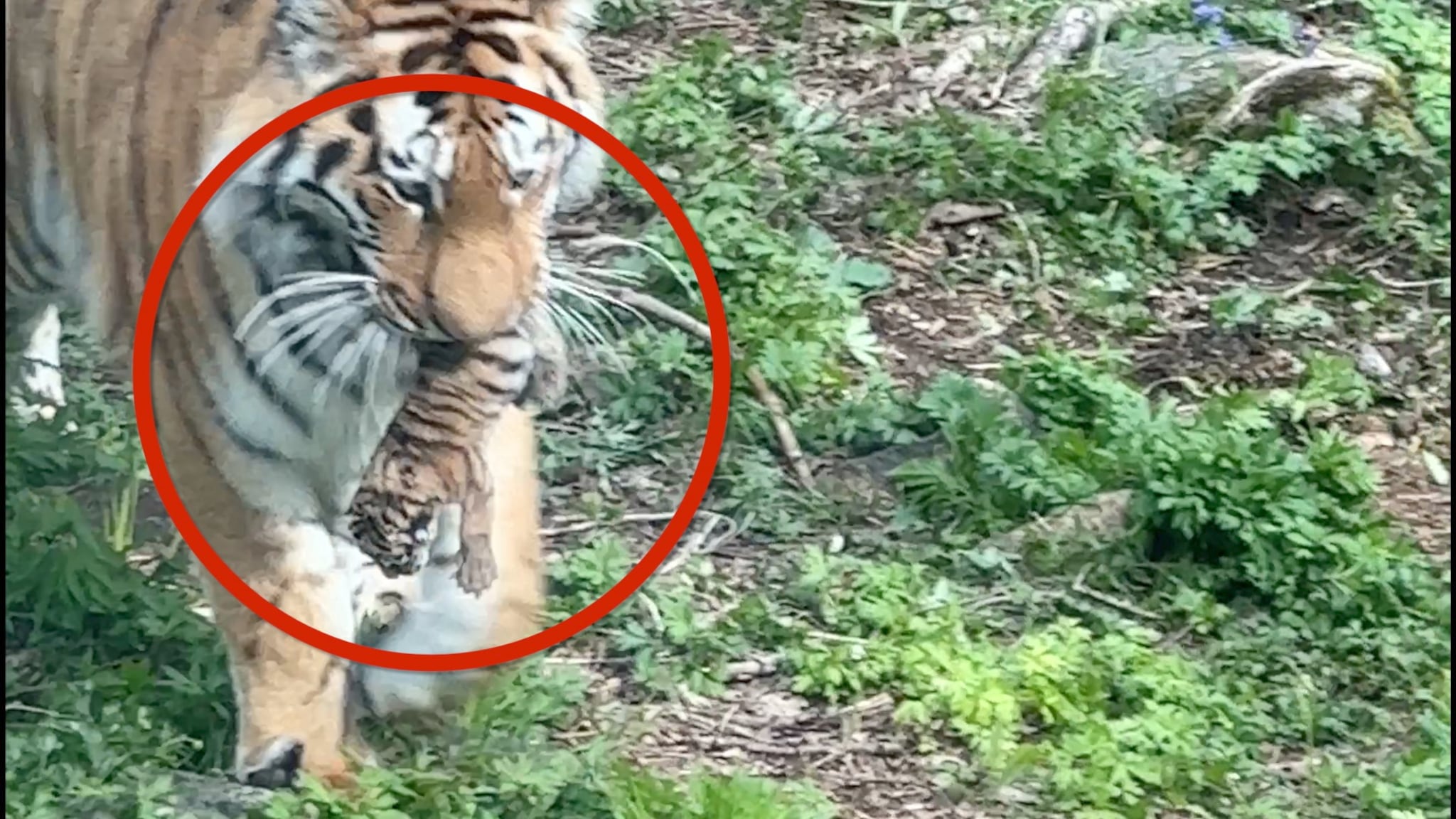 Tigerfødsel i Dyreparken 14. mai