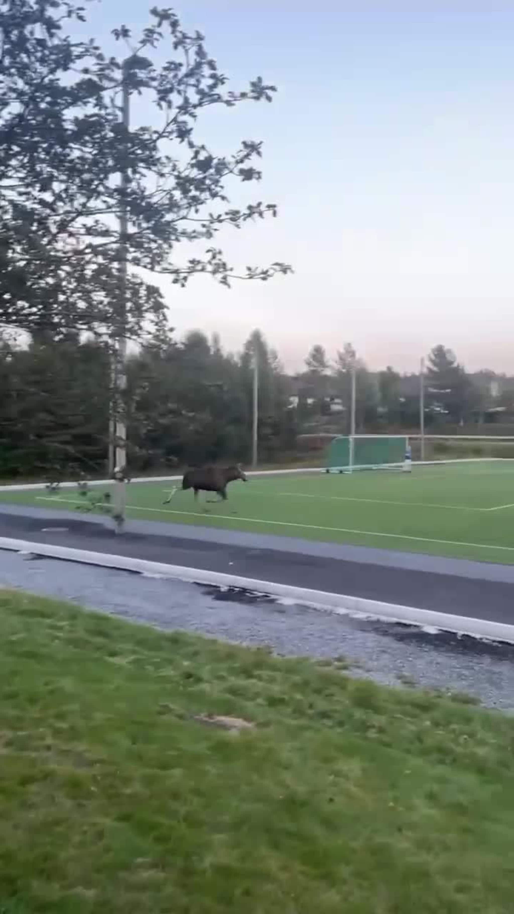 Elg på fotballbanen