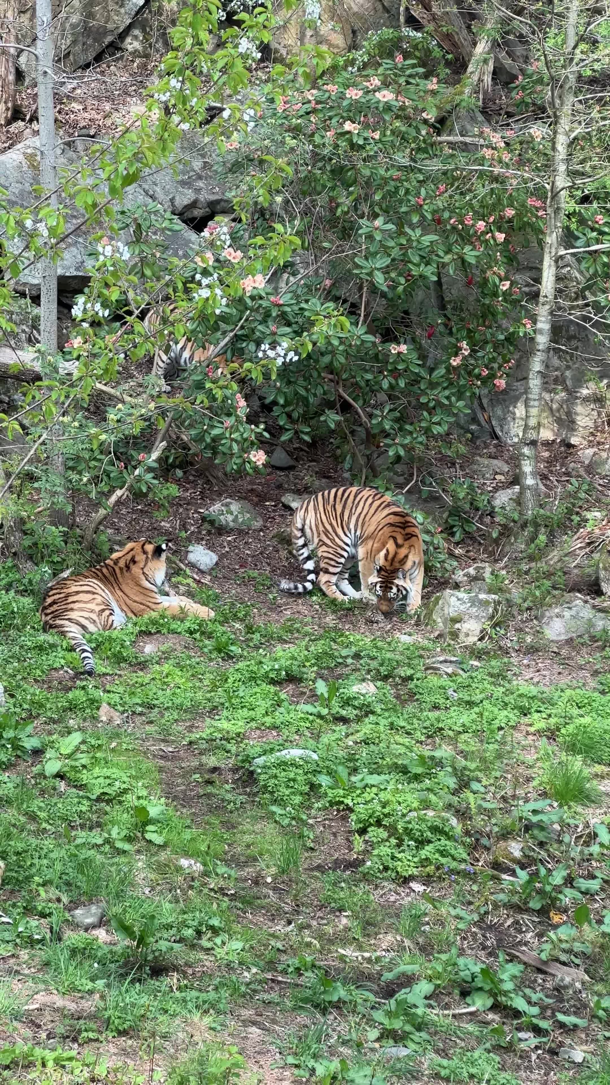 Tigerfødsel i Dyreparken