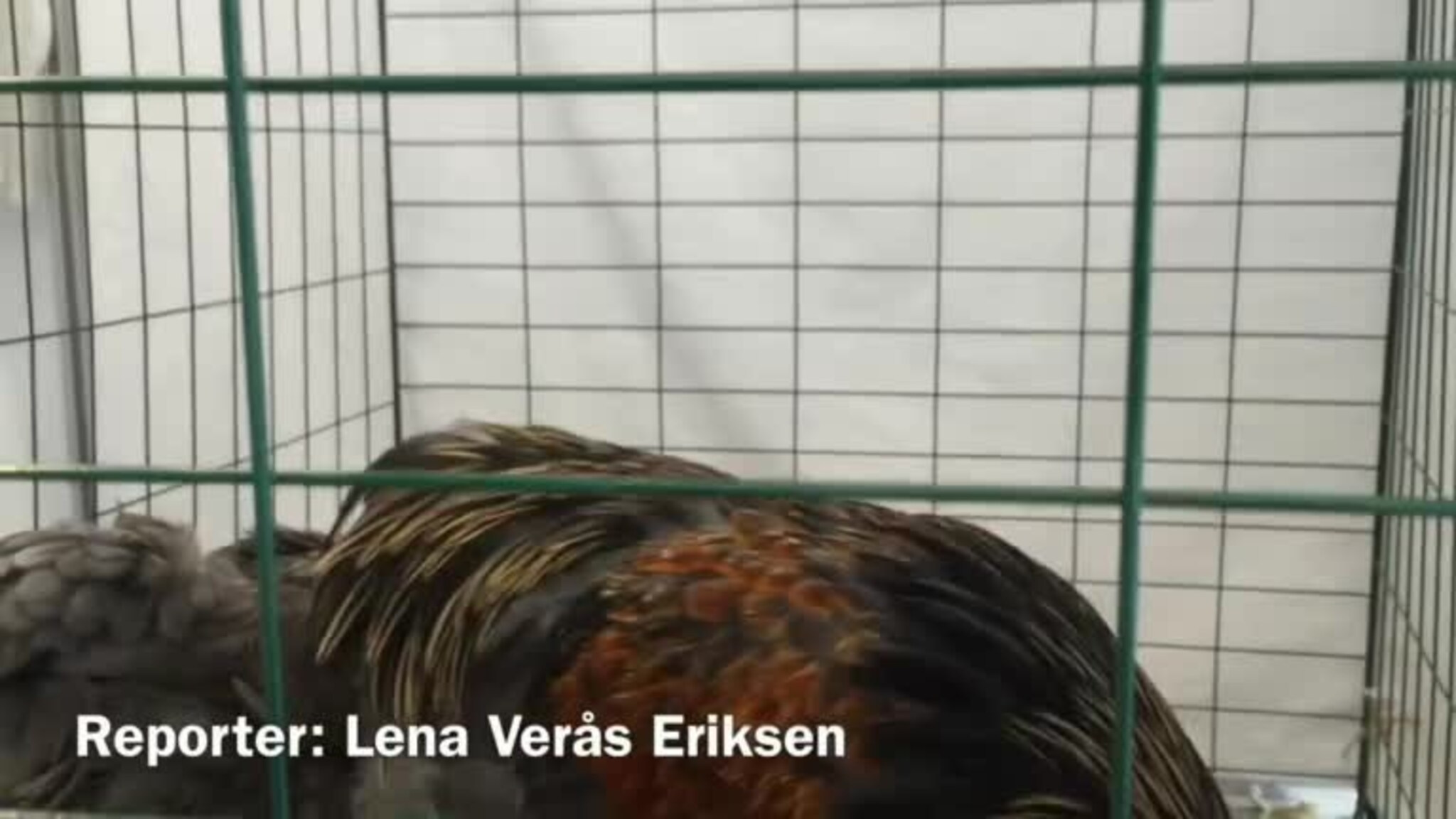 Bedriften tok med seg en hane på Jekta