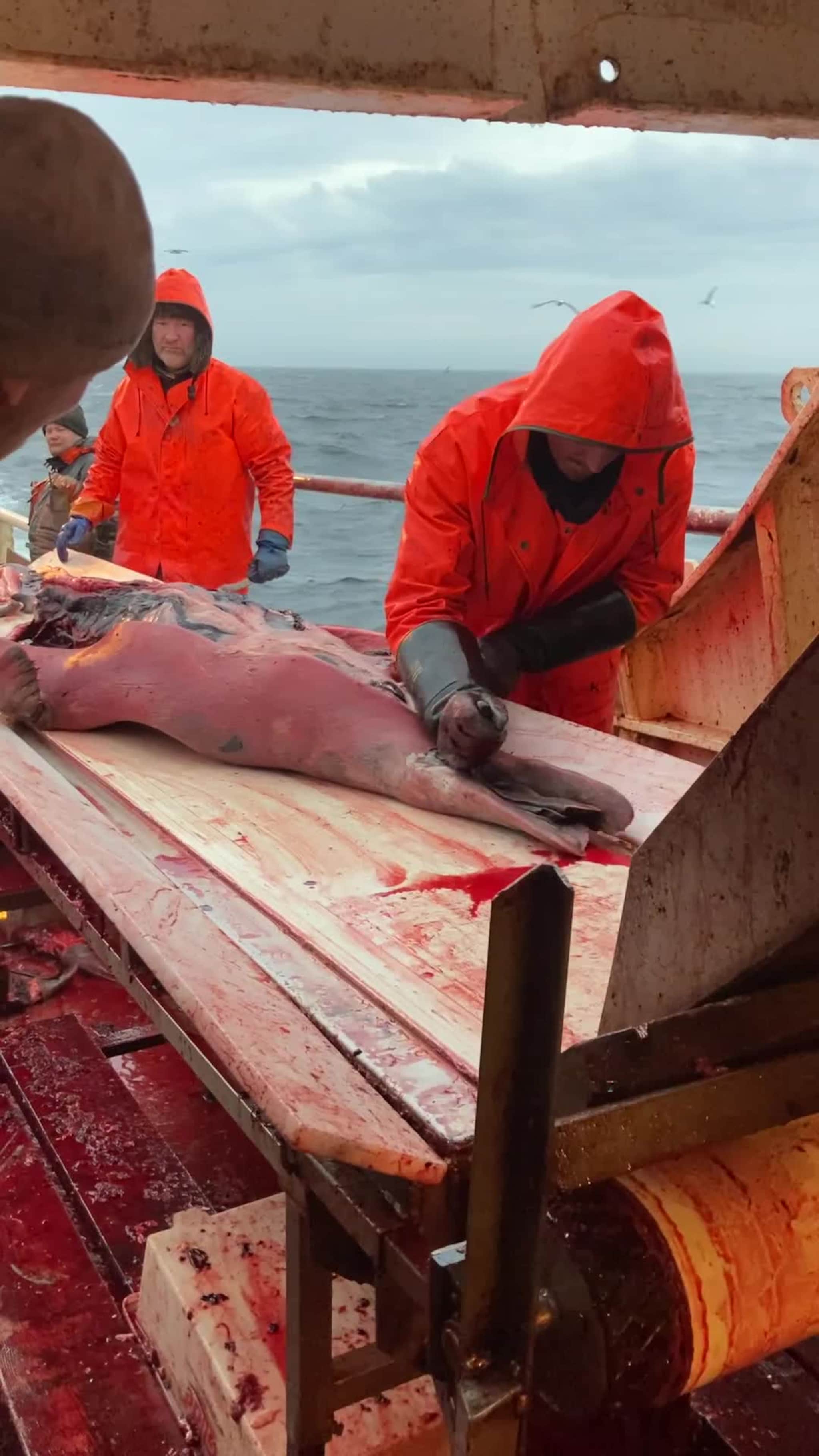 selfangstvideo2021.MOV