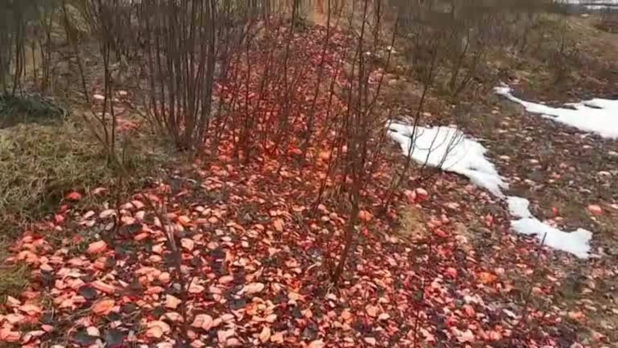 Slik ser det ut i Tromsdalen etter skytingen