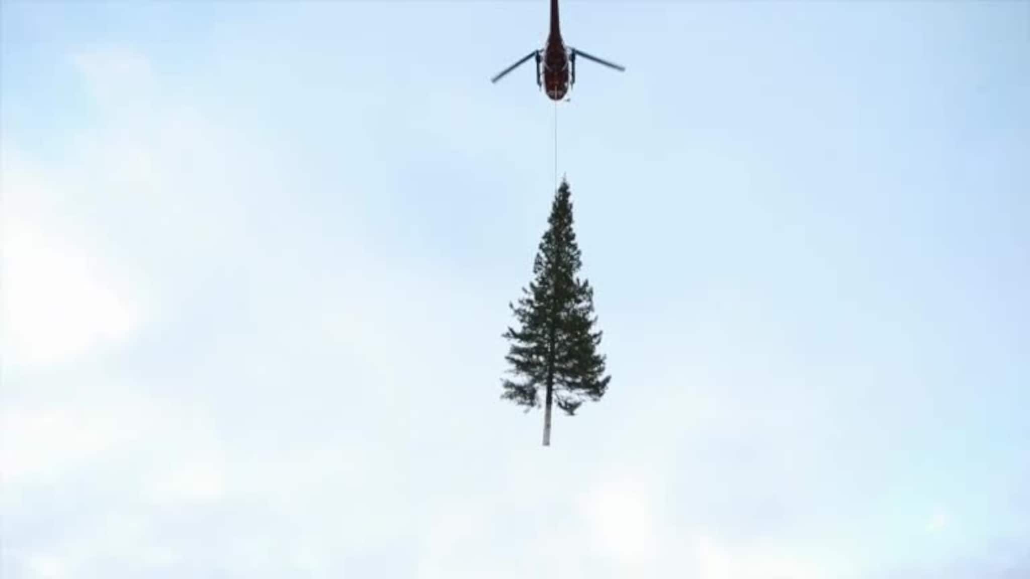 Her kommer årets juletre flygende