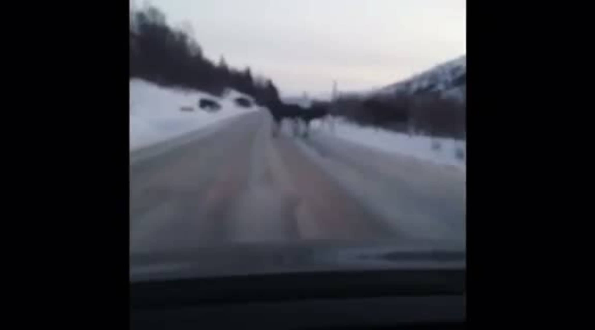 Åtte elger