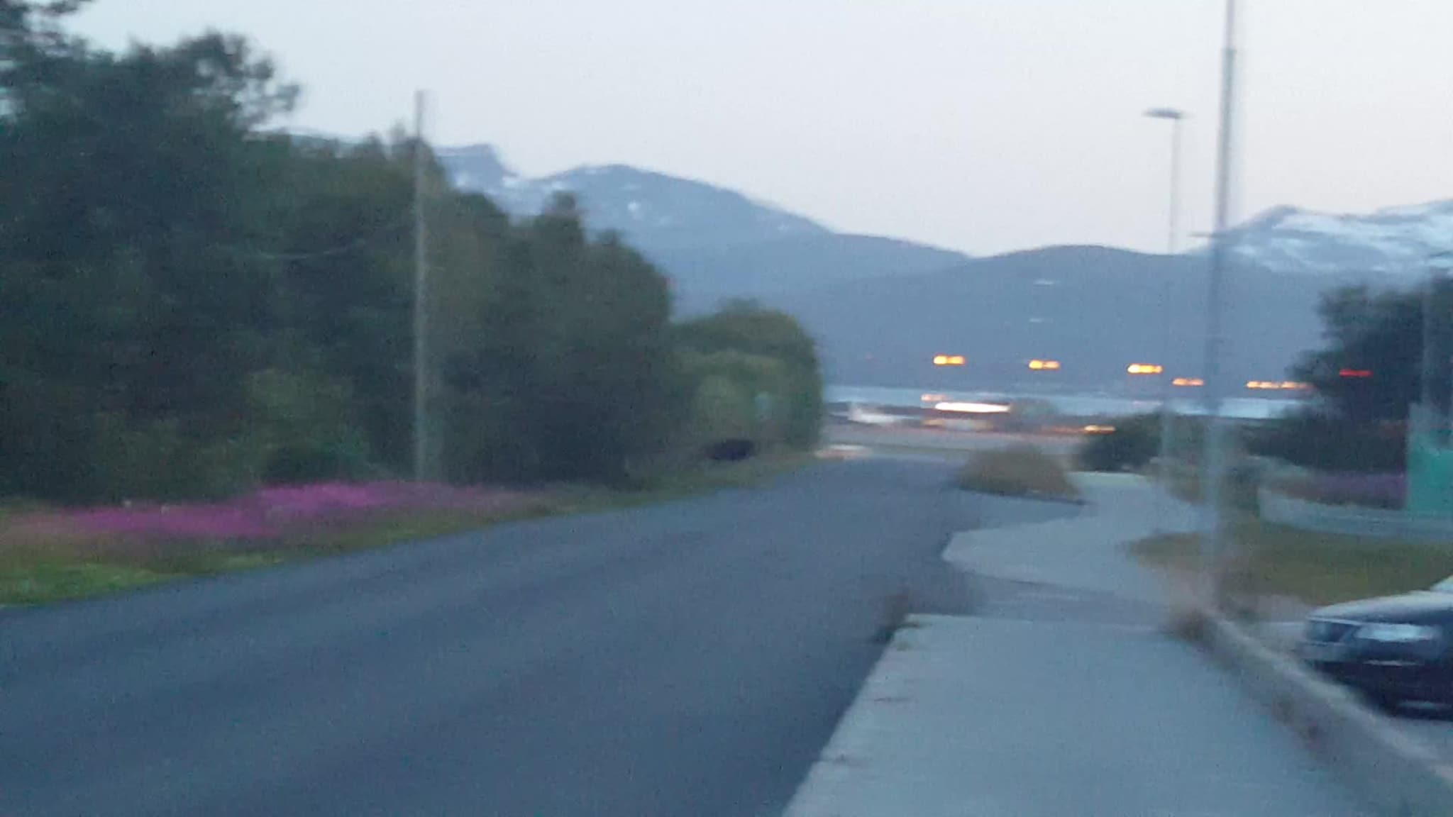 Elg går kveldstur
