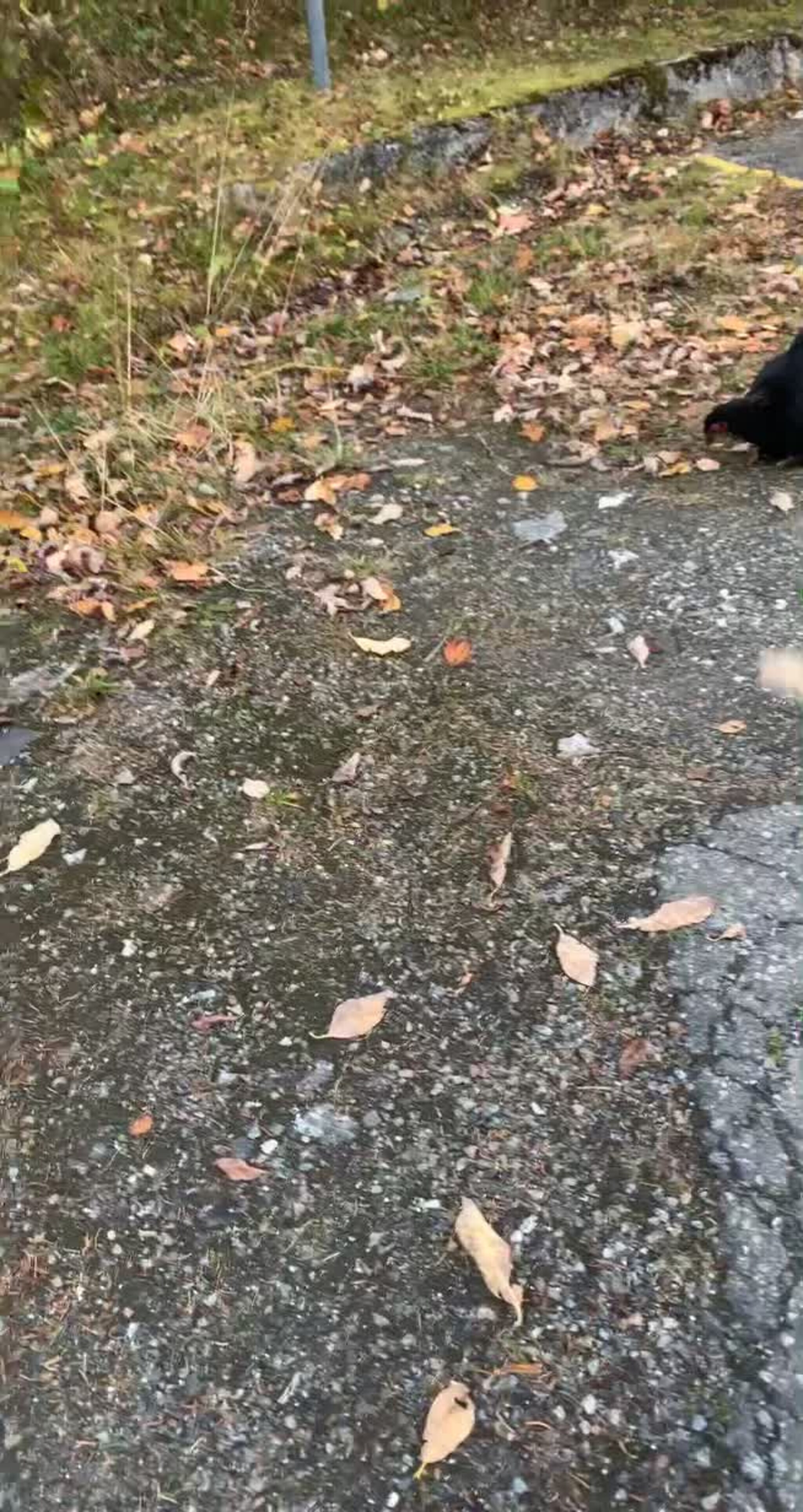 Fire høner sprader rundt på universitetsområdet.MP4