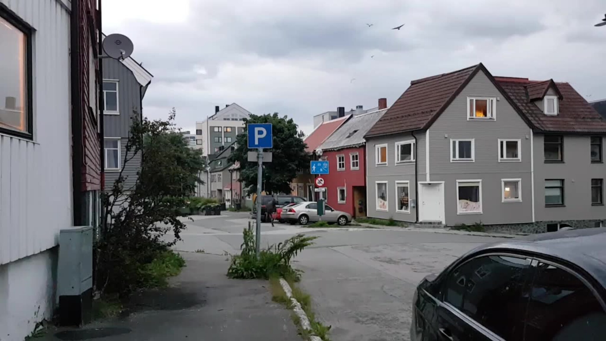 Elg i sentrum