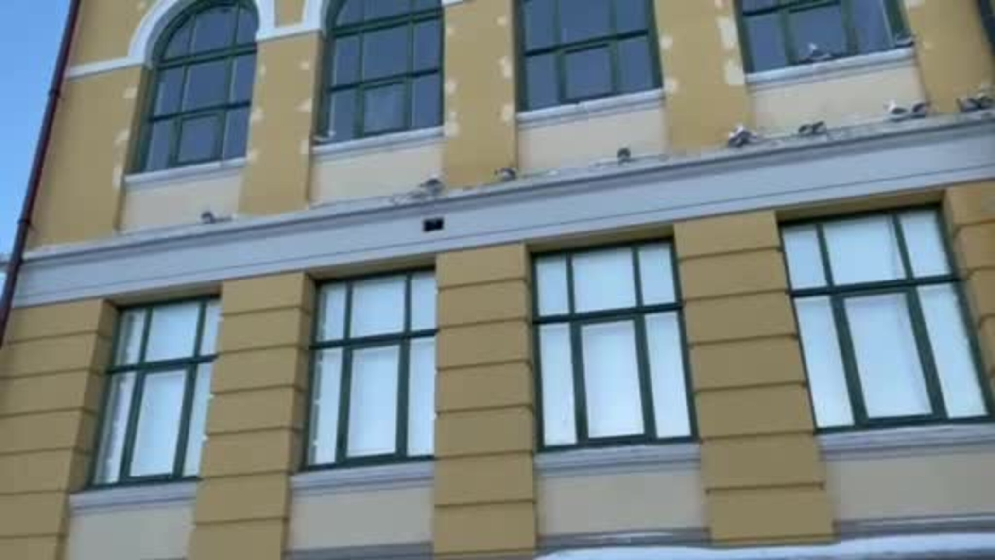 Krykkja er allerede i gang med å bygge reder i veggen på Tromsø Kunstforening