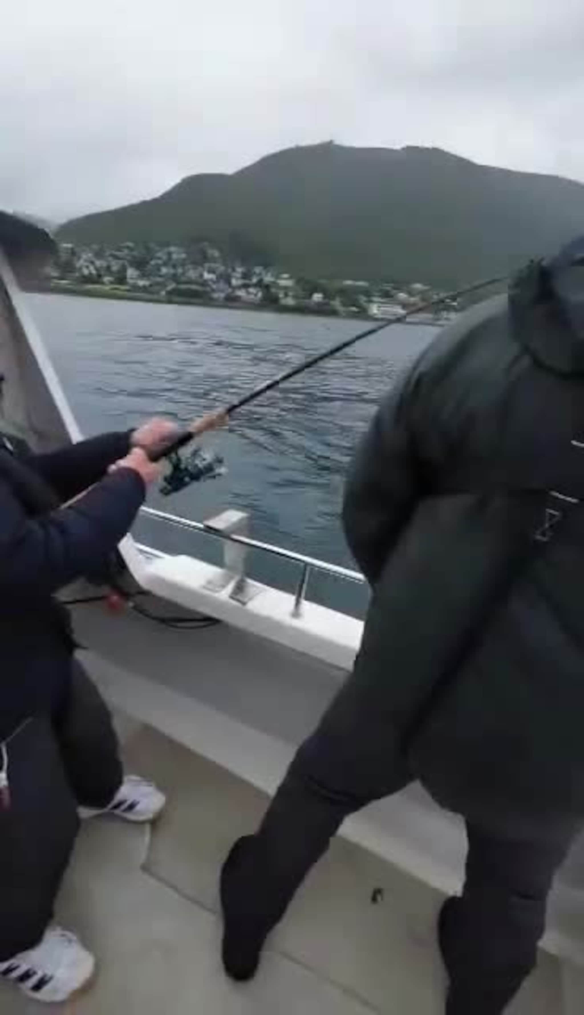 Her stikker kveita av med torsken