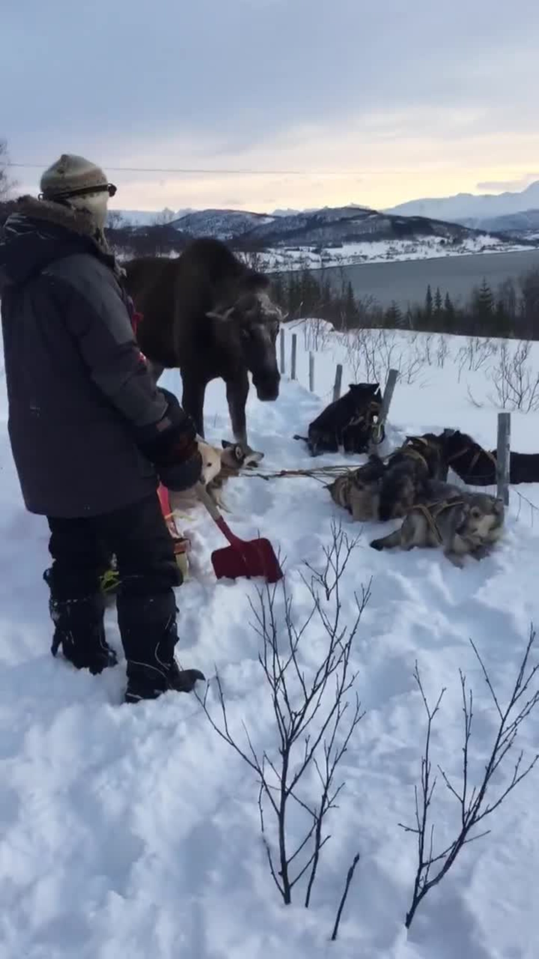ANGREPET AV ELG FORSVARER SEG MED SPADE.MOV