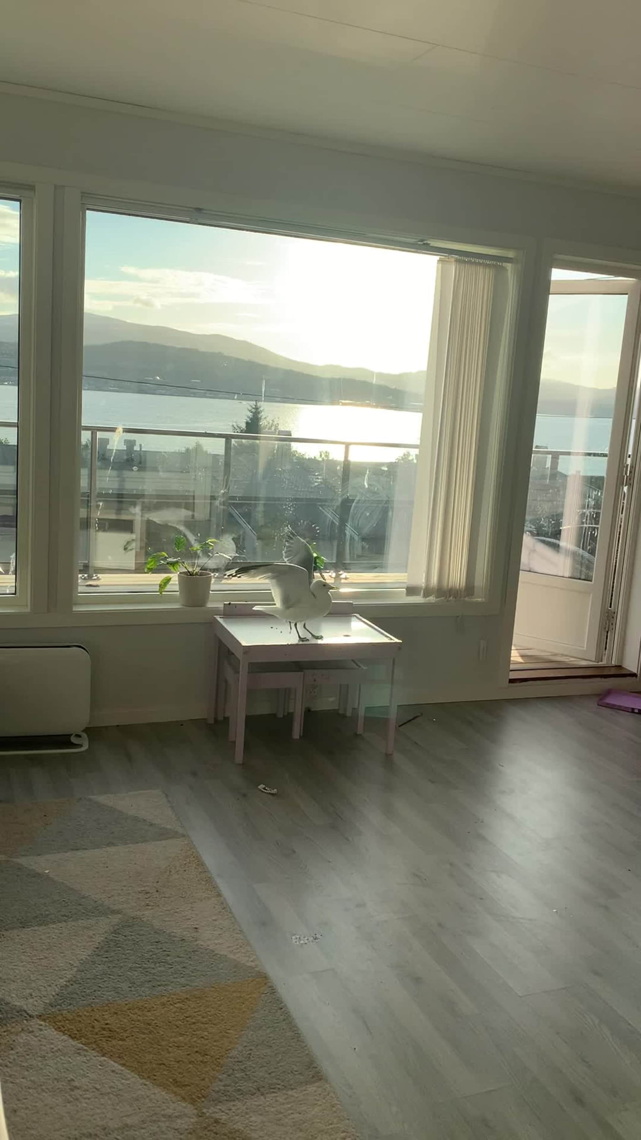 En måse forvikler seg inn i Mo sin leilighet