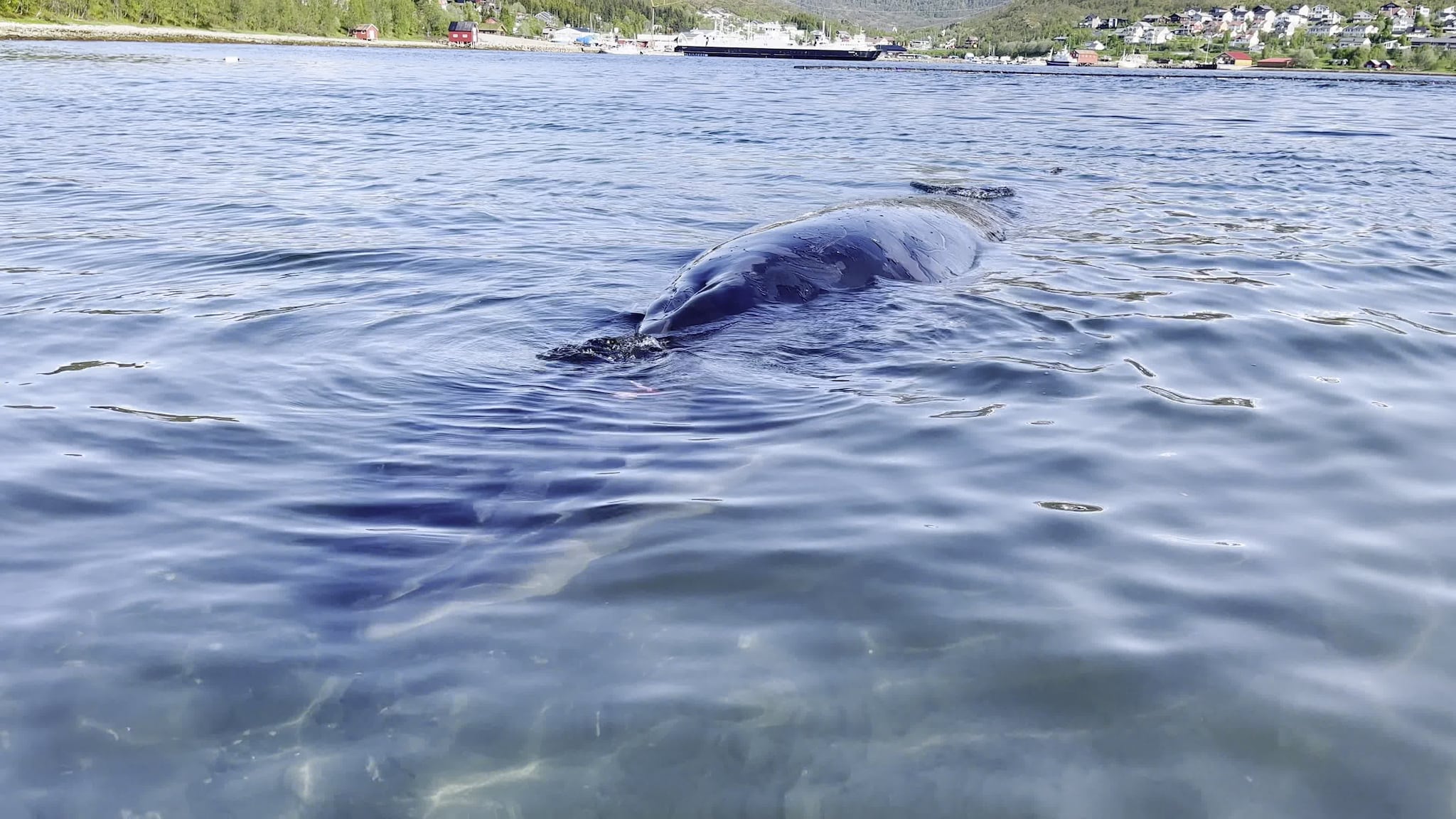 Hval strandet utenfor Tromsø