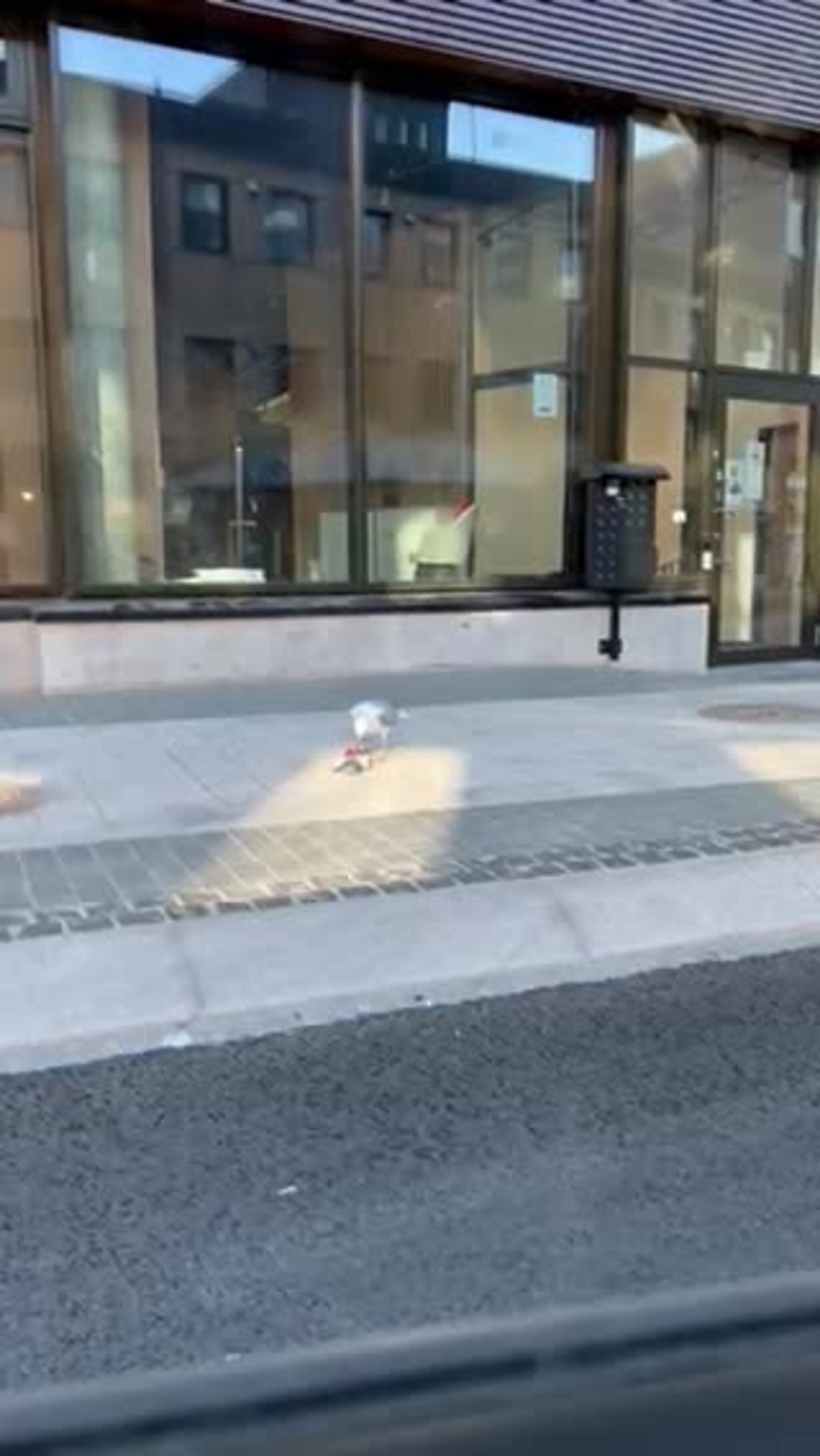 Se måsen spise duen midt i sentrum