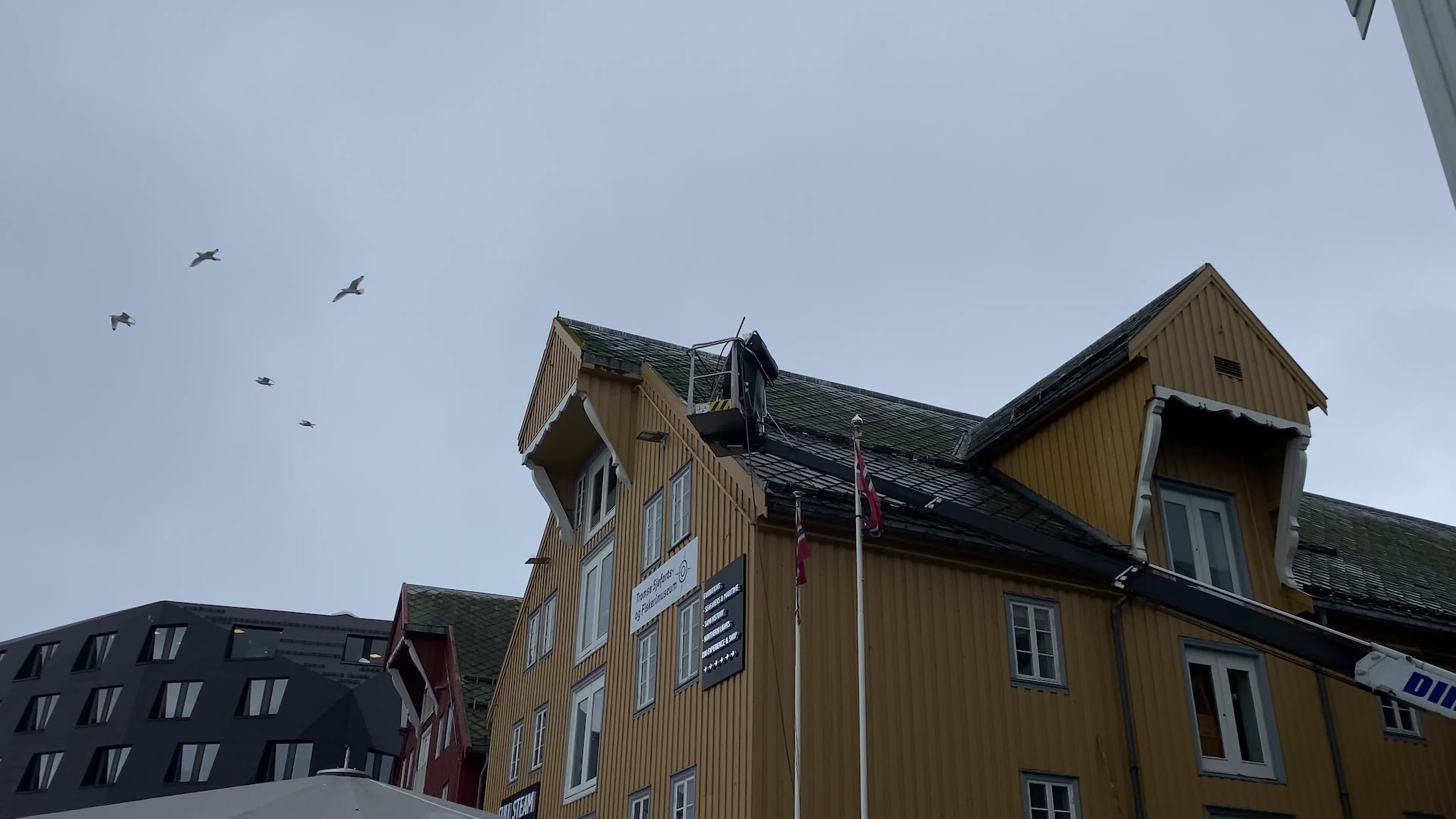 Spyler mot krykkjer