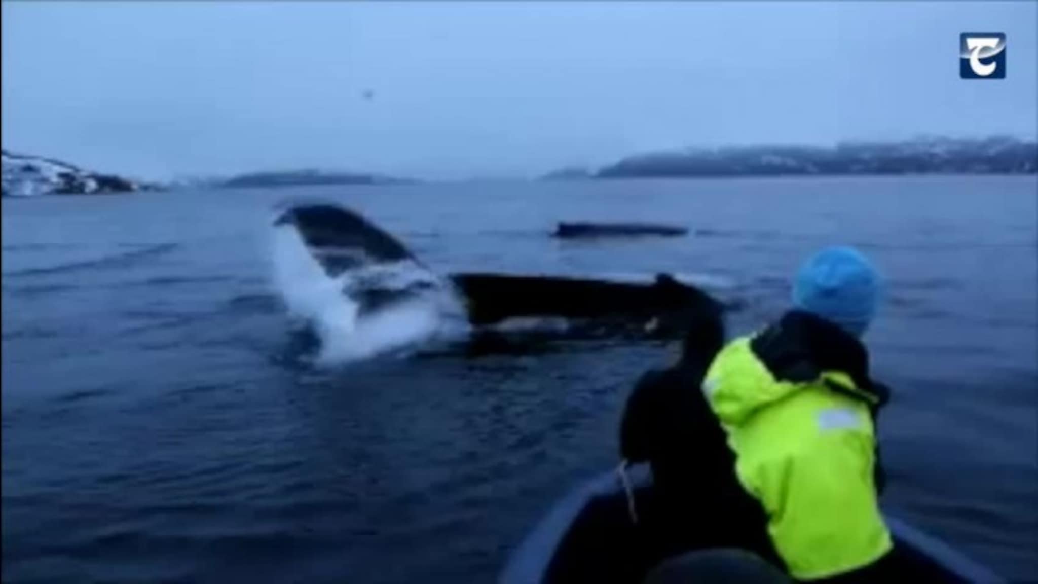 Se den spektakulære hvalleken