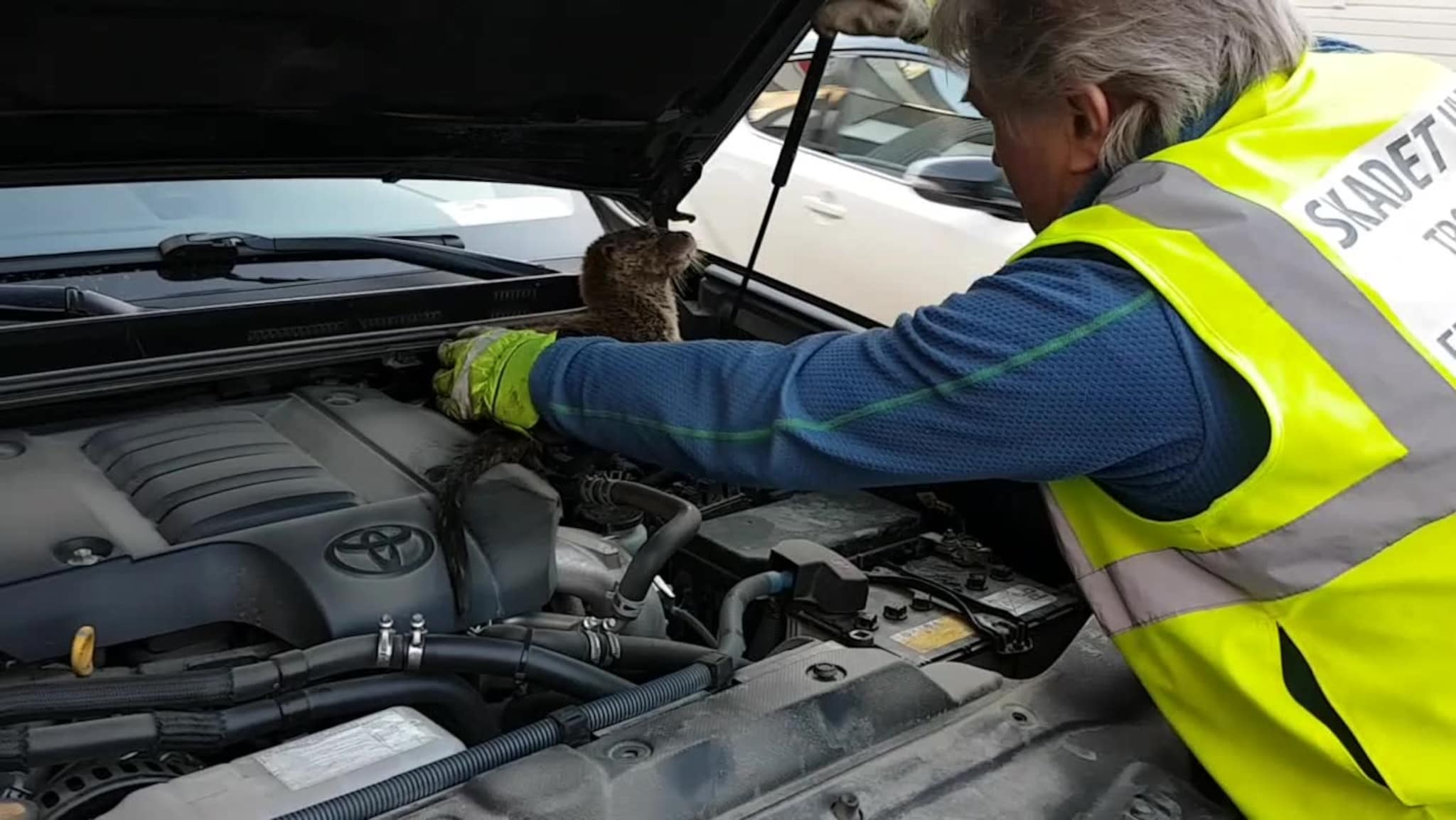 Denne oteren søkte tilflukt i motorrommet på en bil. Video: Trond Jaklin