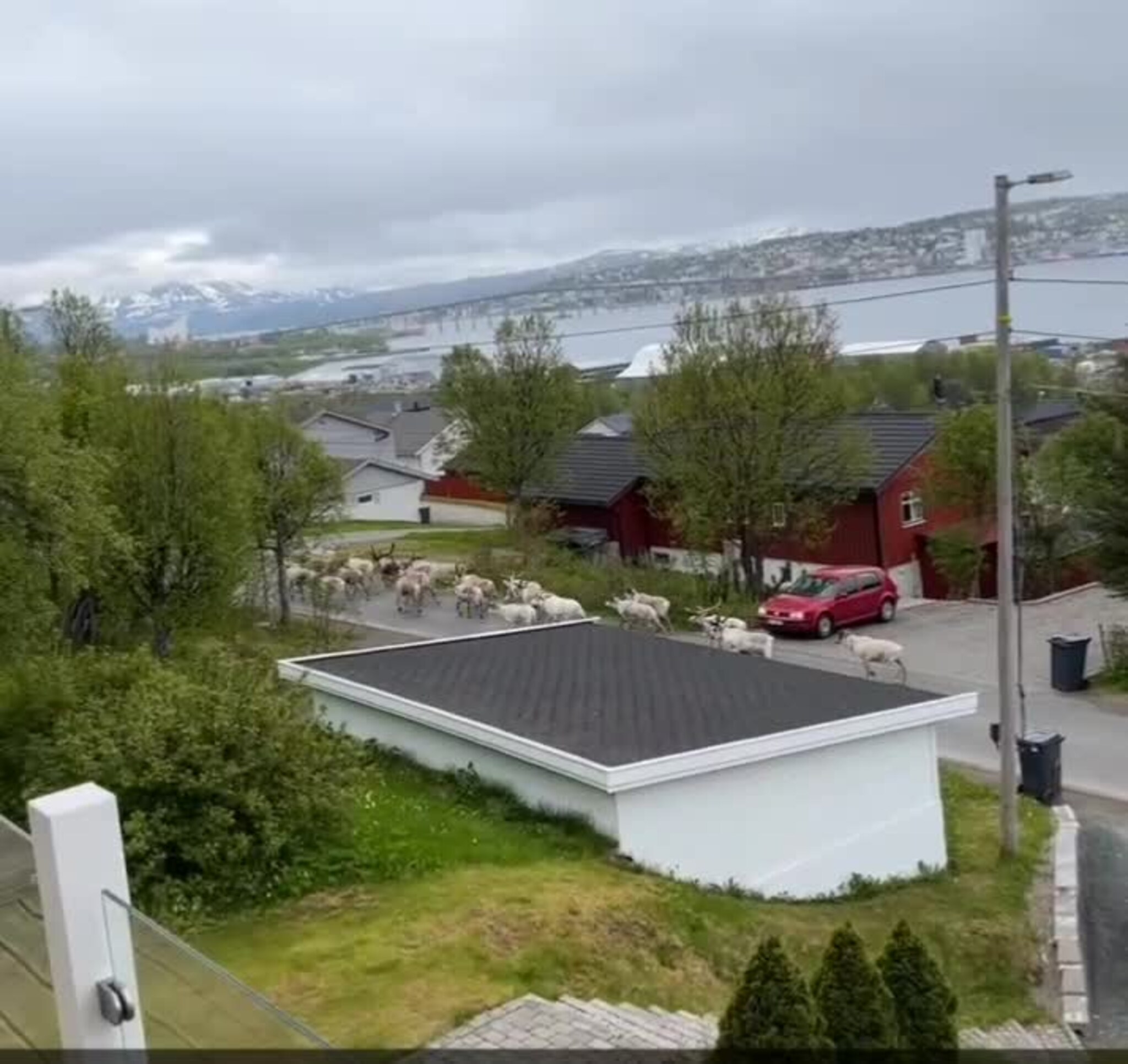 Filmet reinen fra altanen