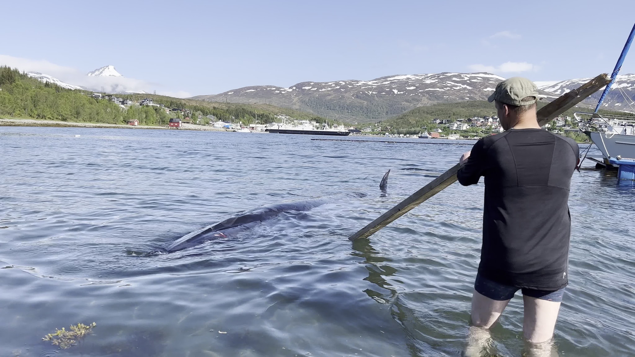 Prøver å hjelpe hval strandet i fjæra