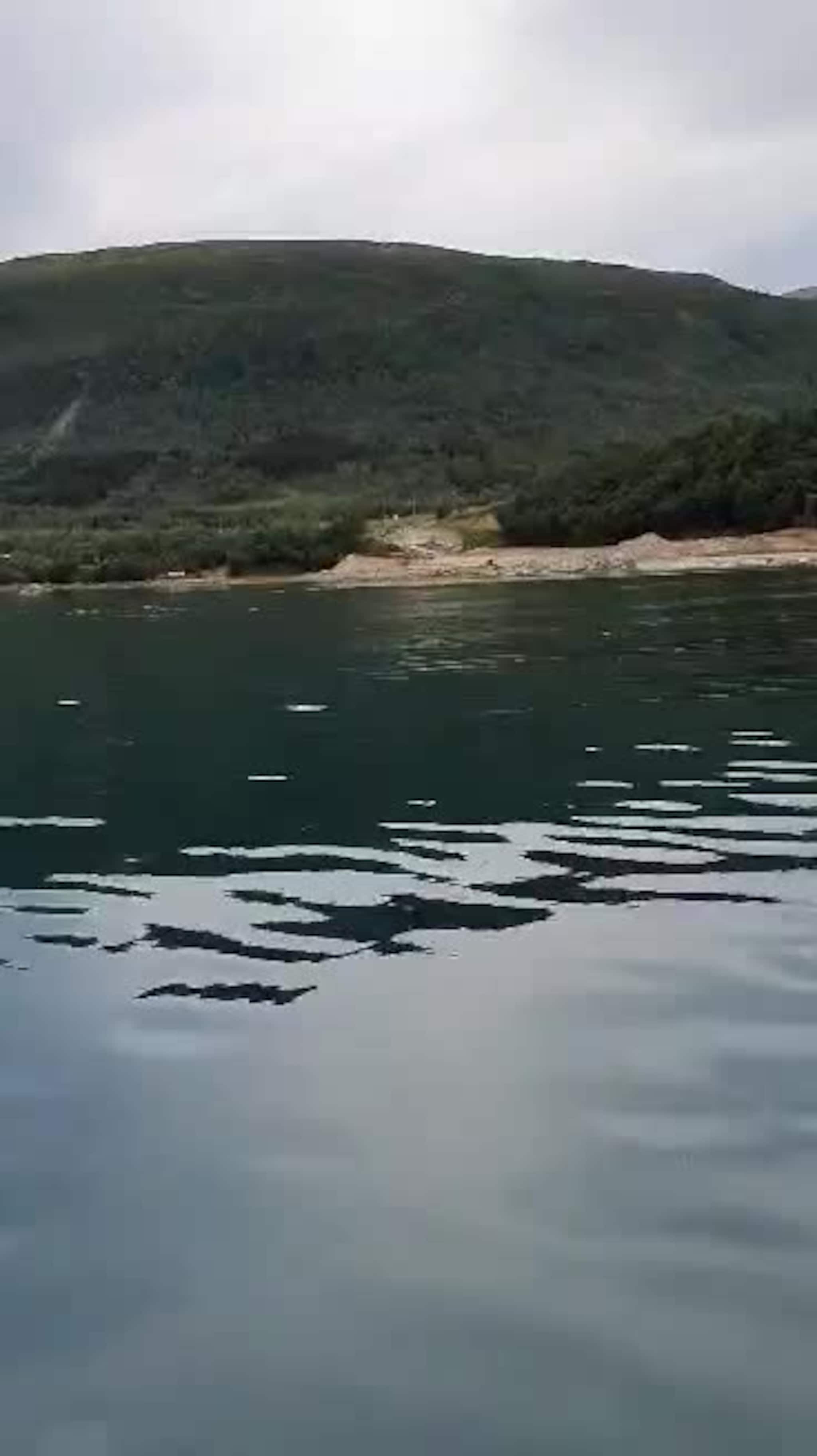Her svømmer delfinene utenfor fjæra i Ramfjorden