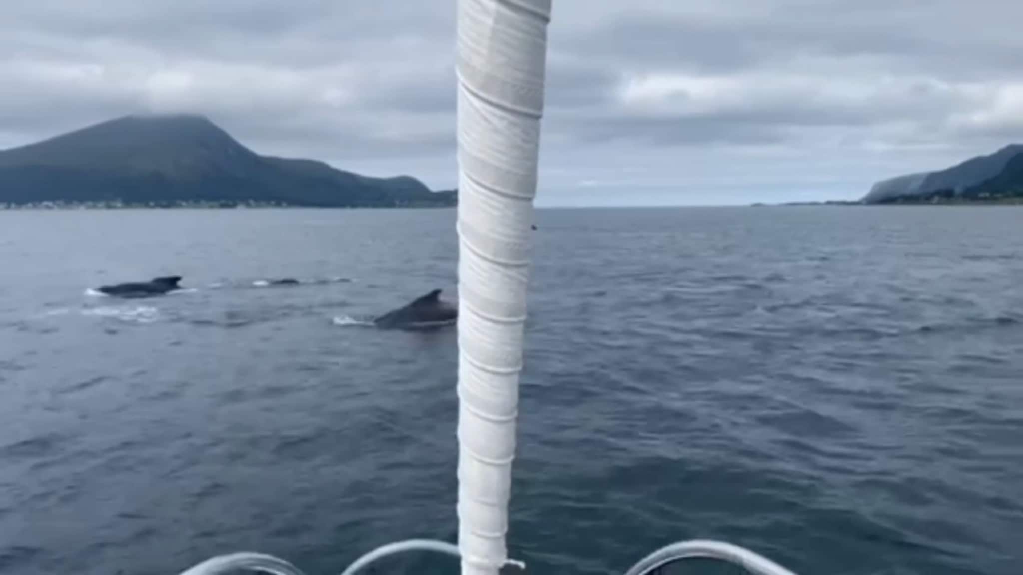 Fleire titals kvalar dukka opp framfor seilbåten