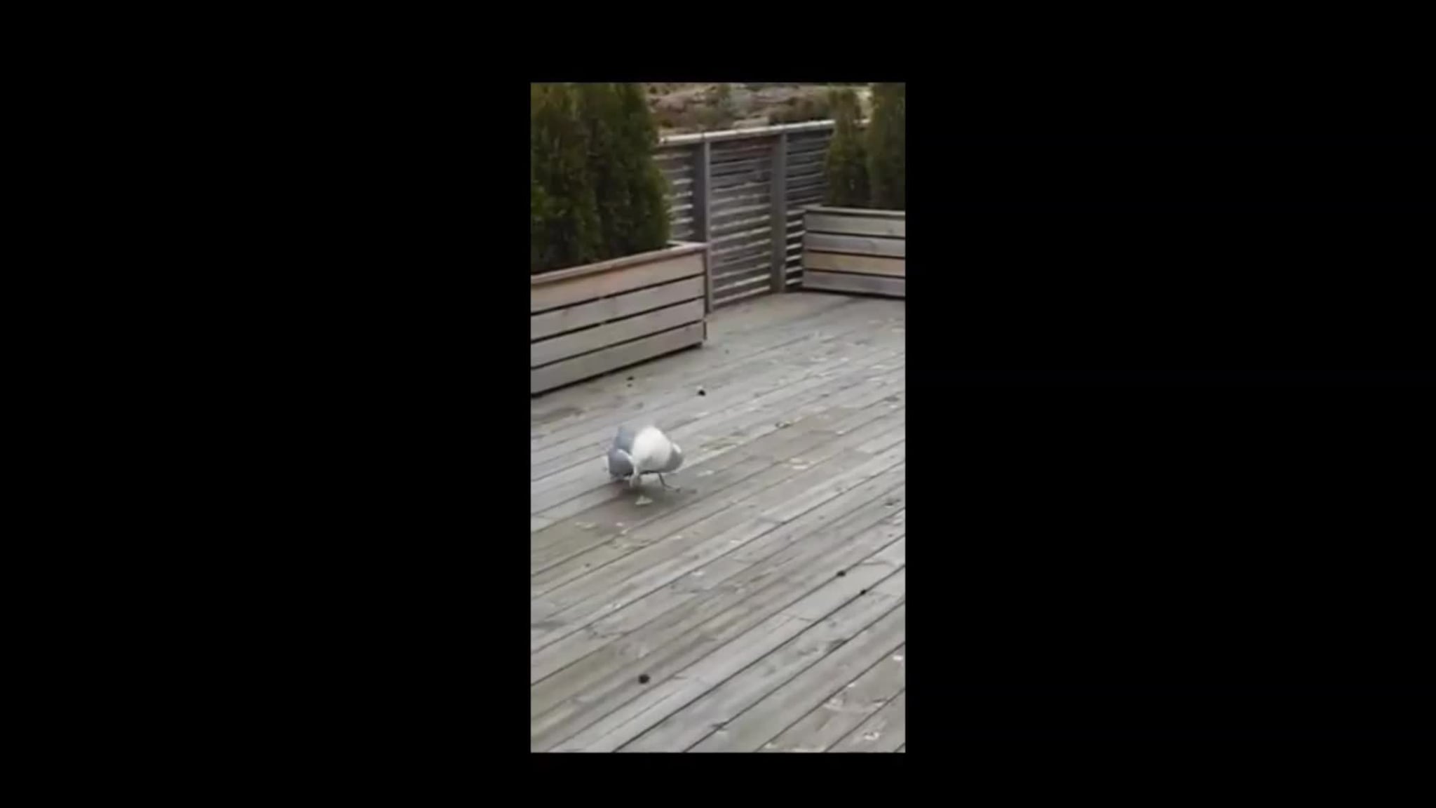 Måse med fugleinfluensa
