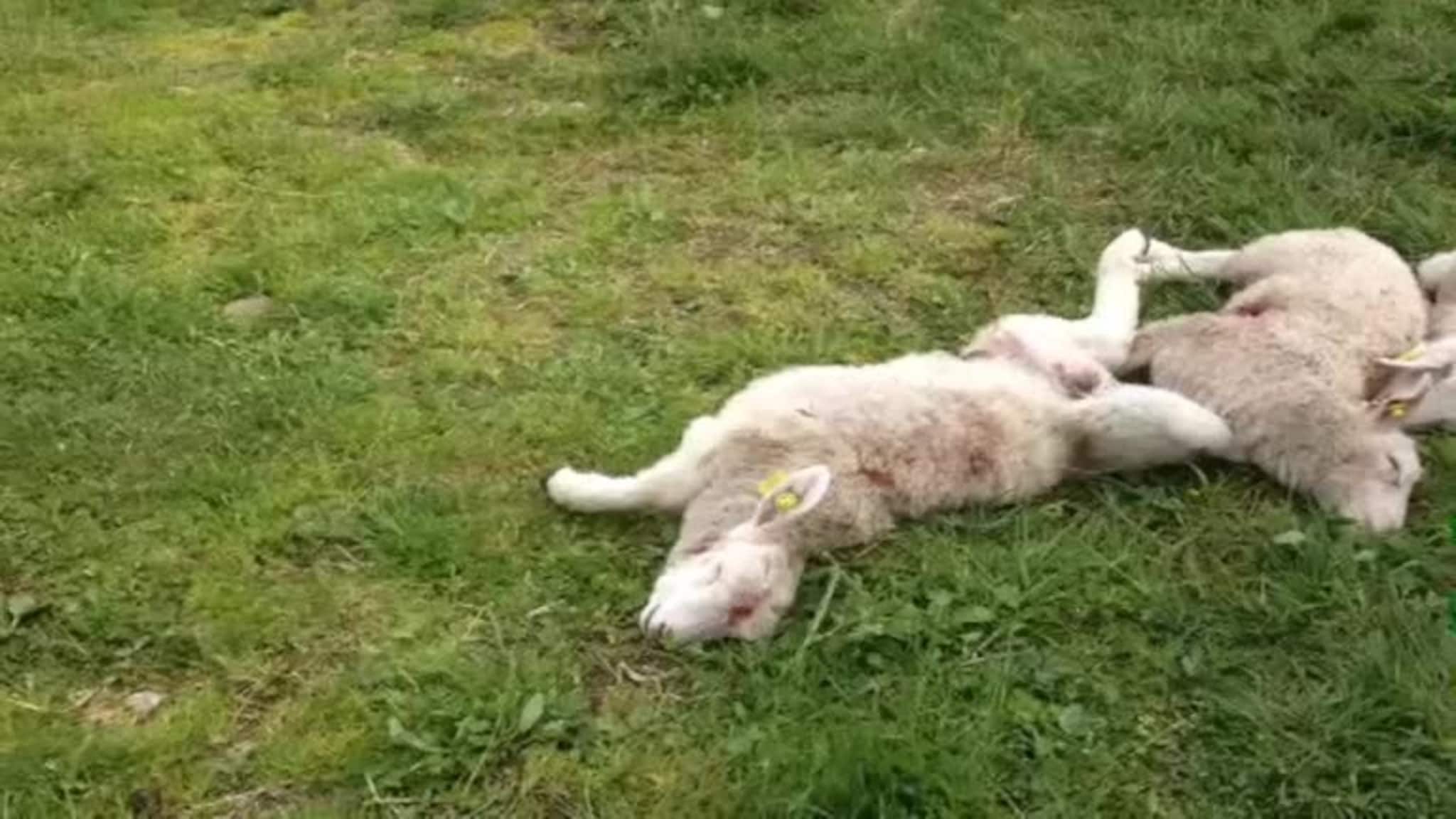 Ti lam og sau tekne av rovdyr i Stranda