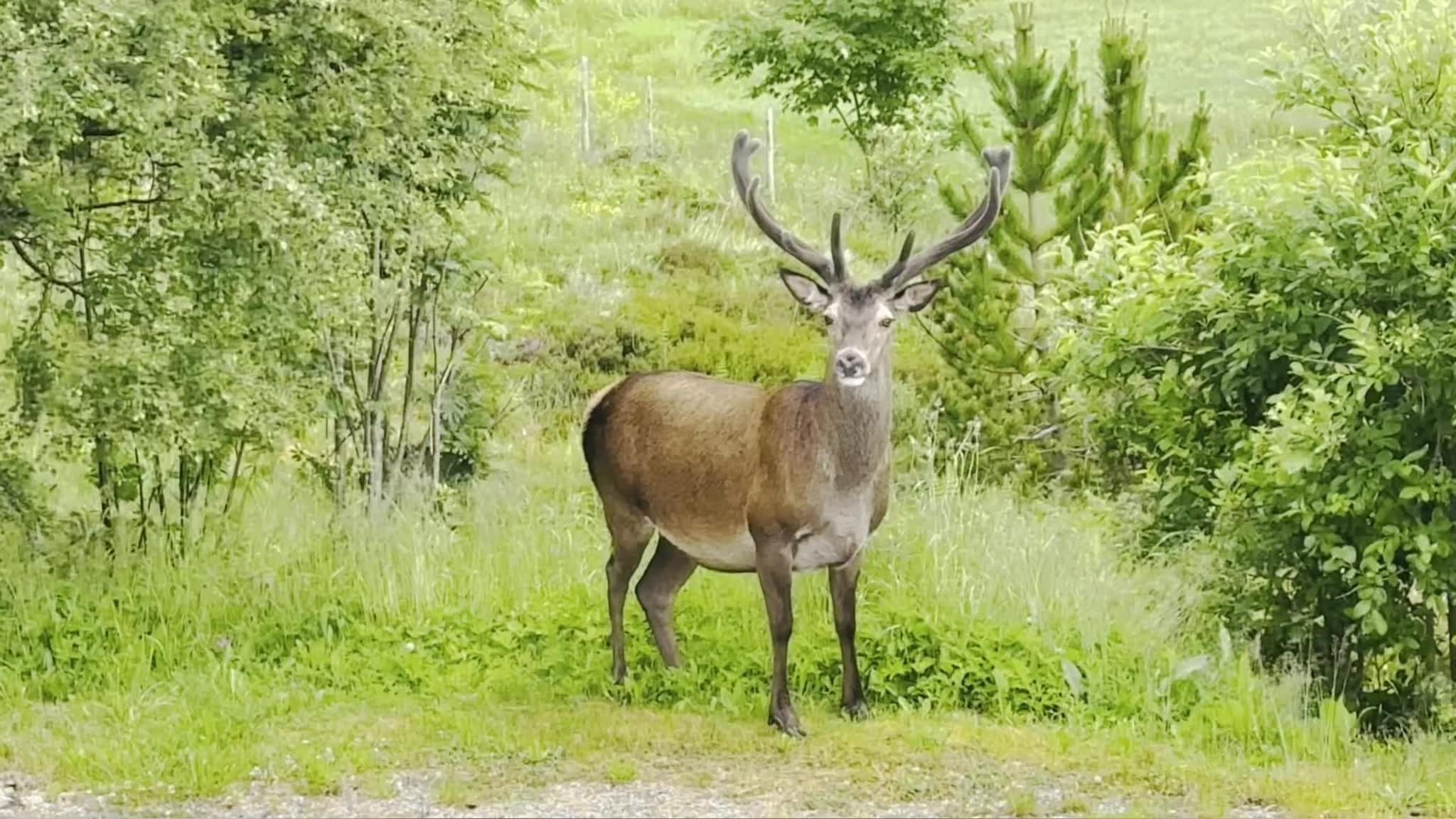 Kronhjort på Myklebust