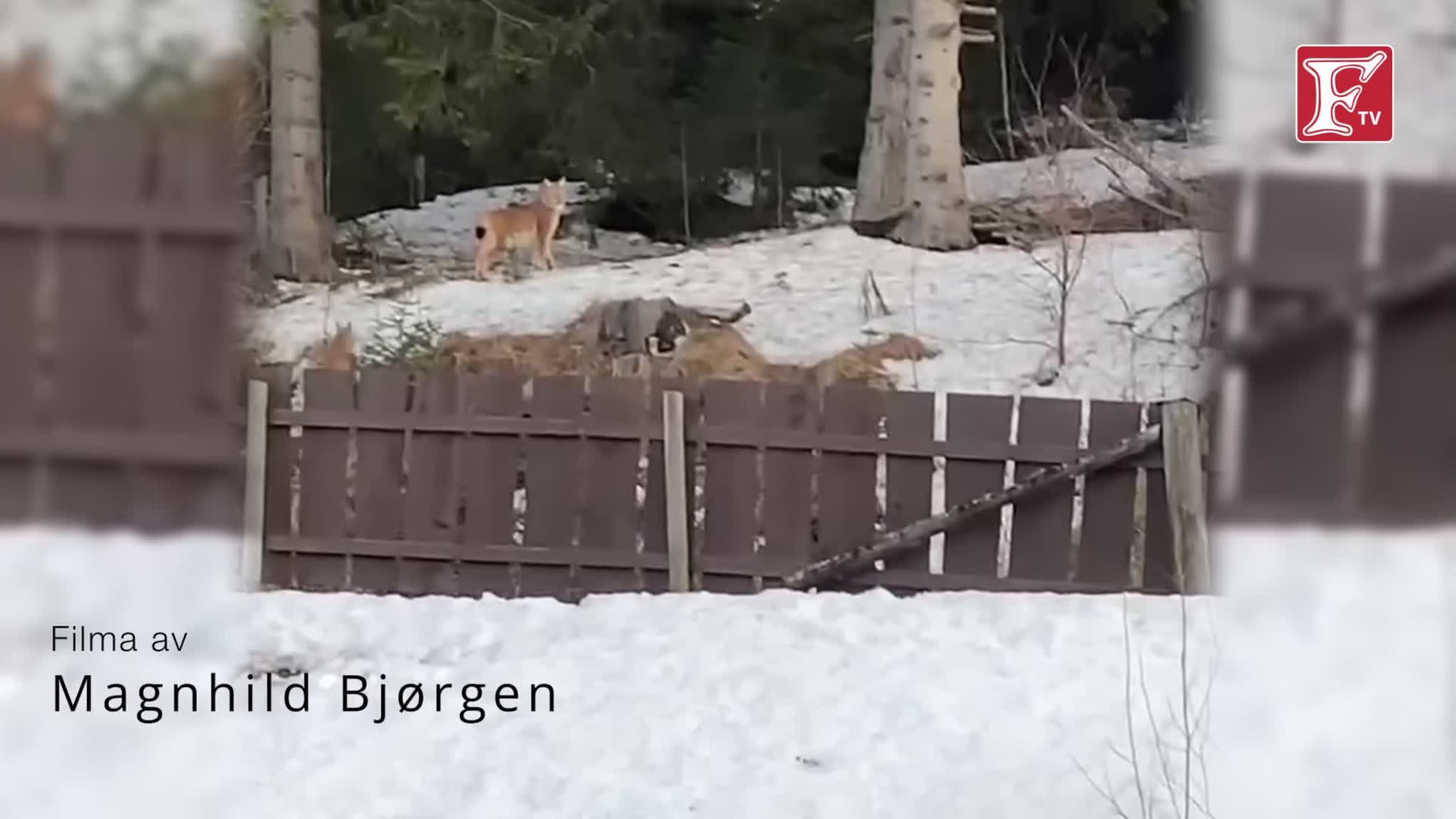 Gauper i Kleppdalen