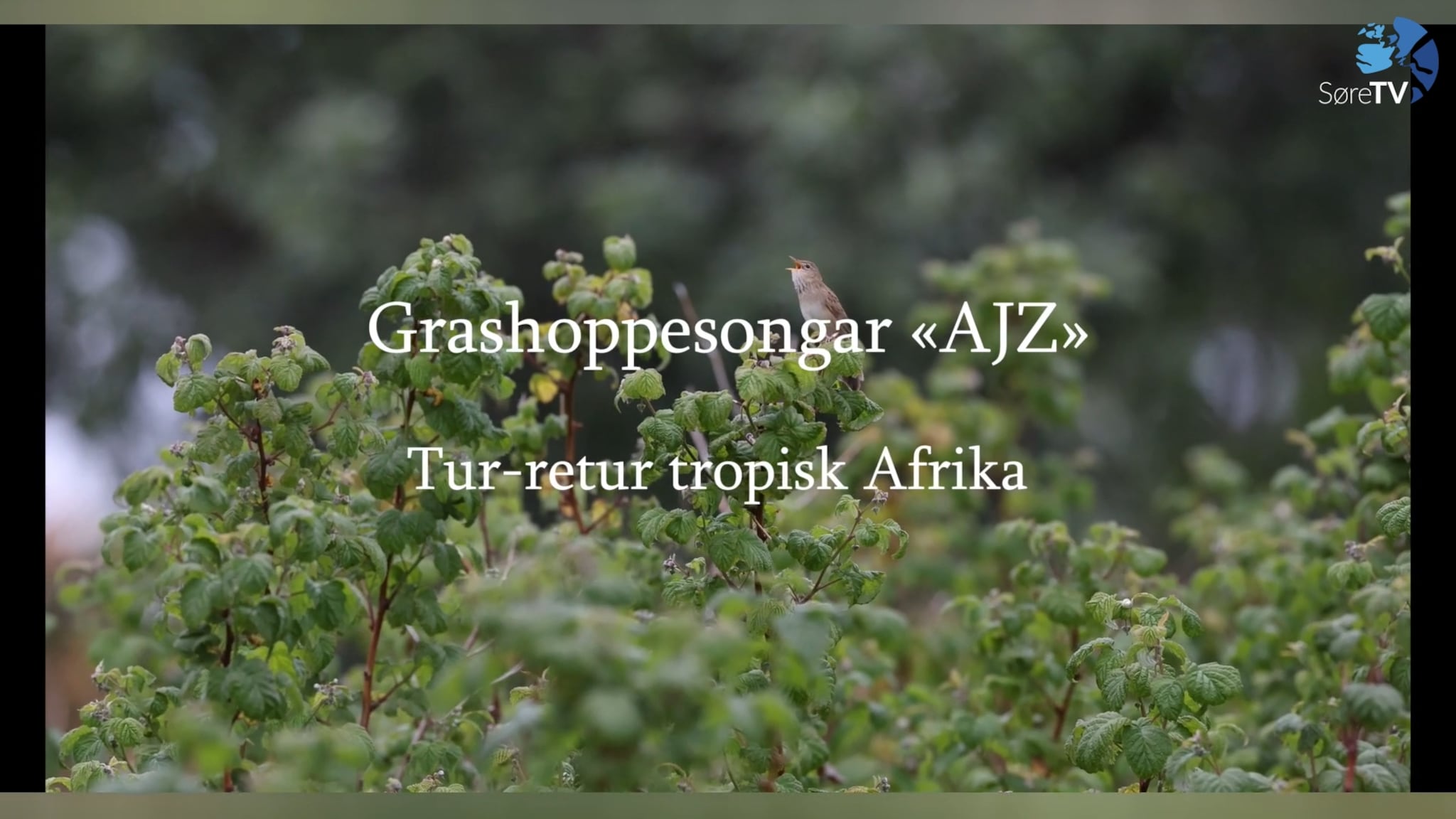 Grashoppesongar «AJZ»