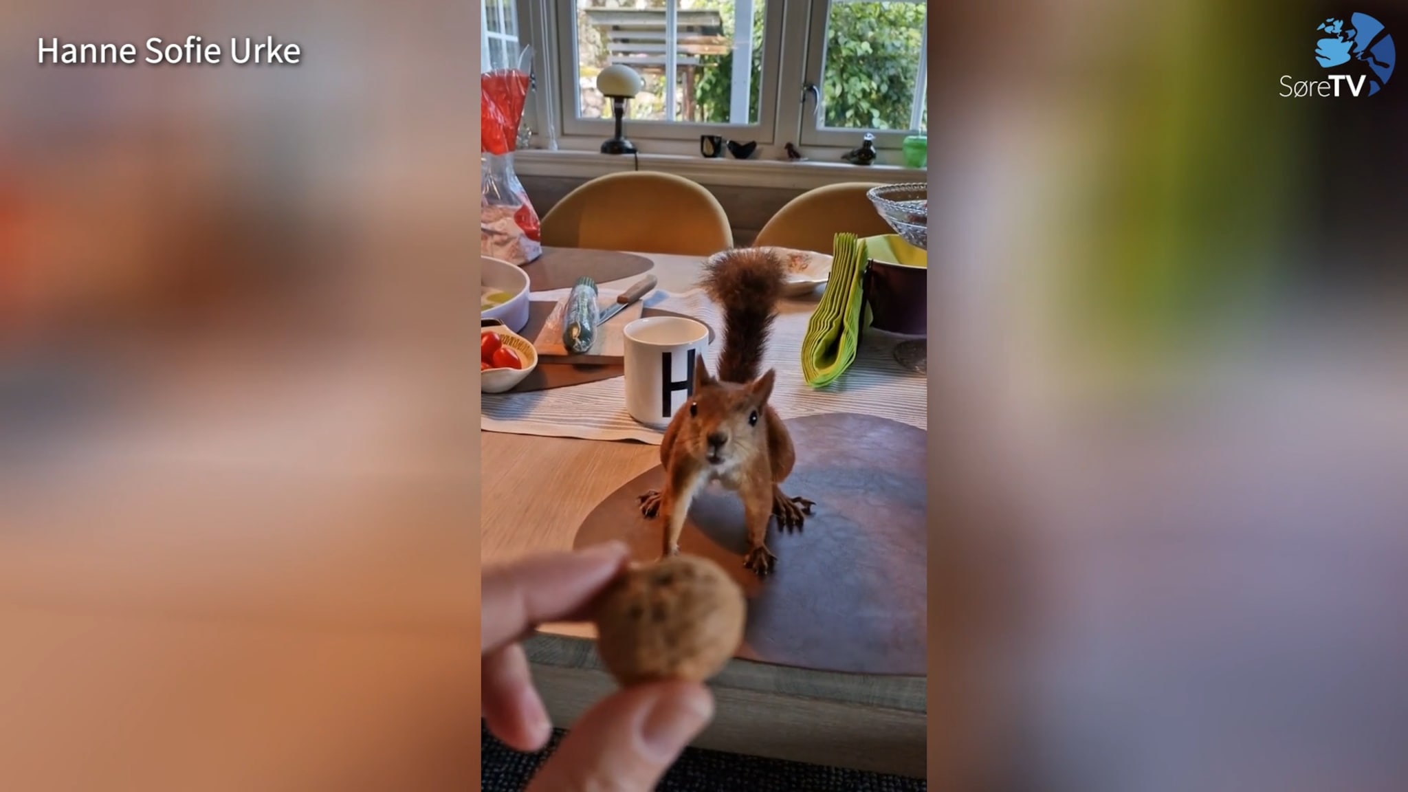 Trivelege krabatar besøkjer hytta i Oslofjorden