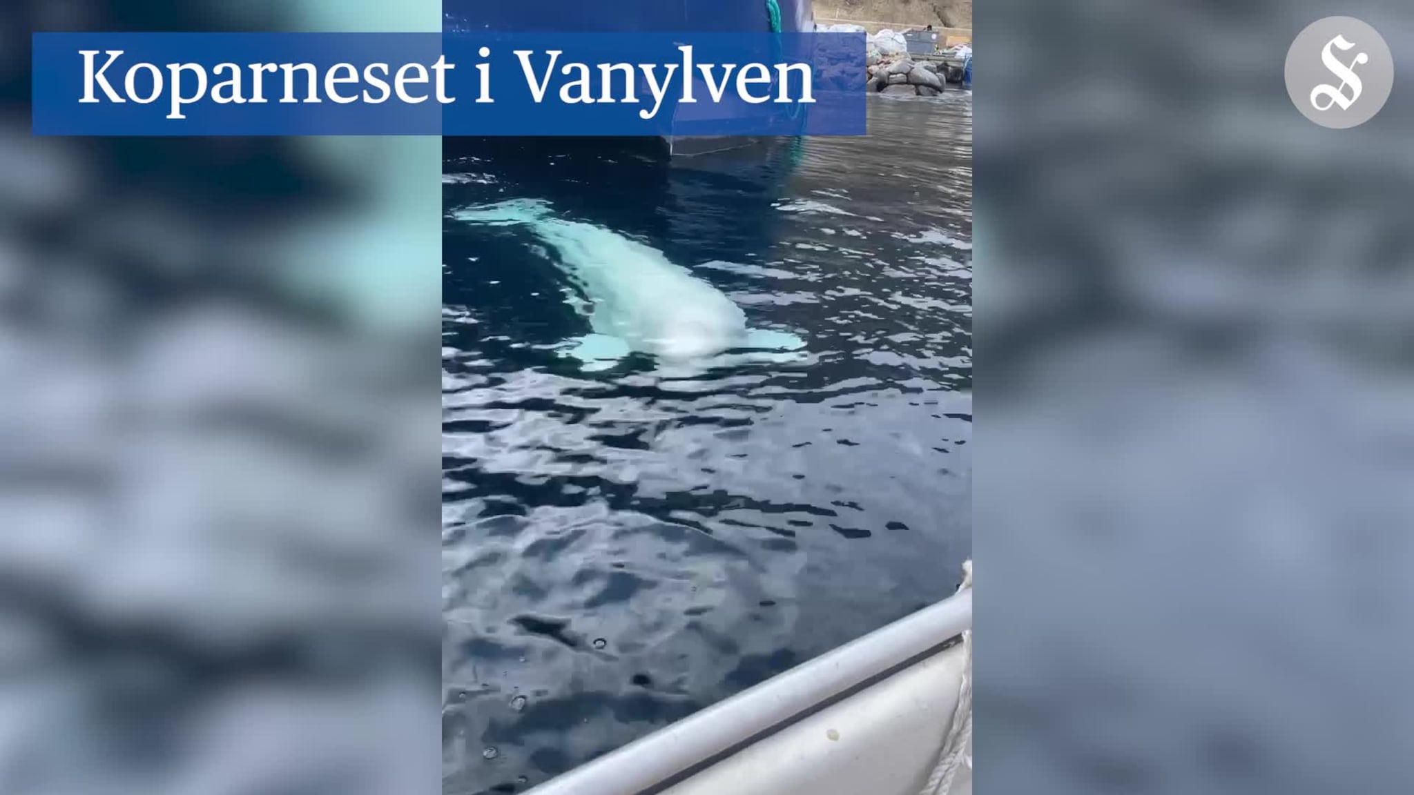 Hvalen Hvaldimir