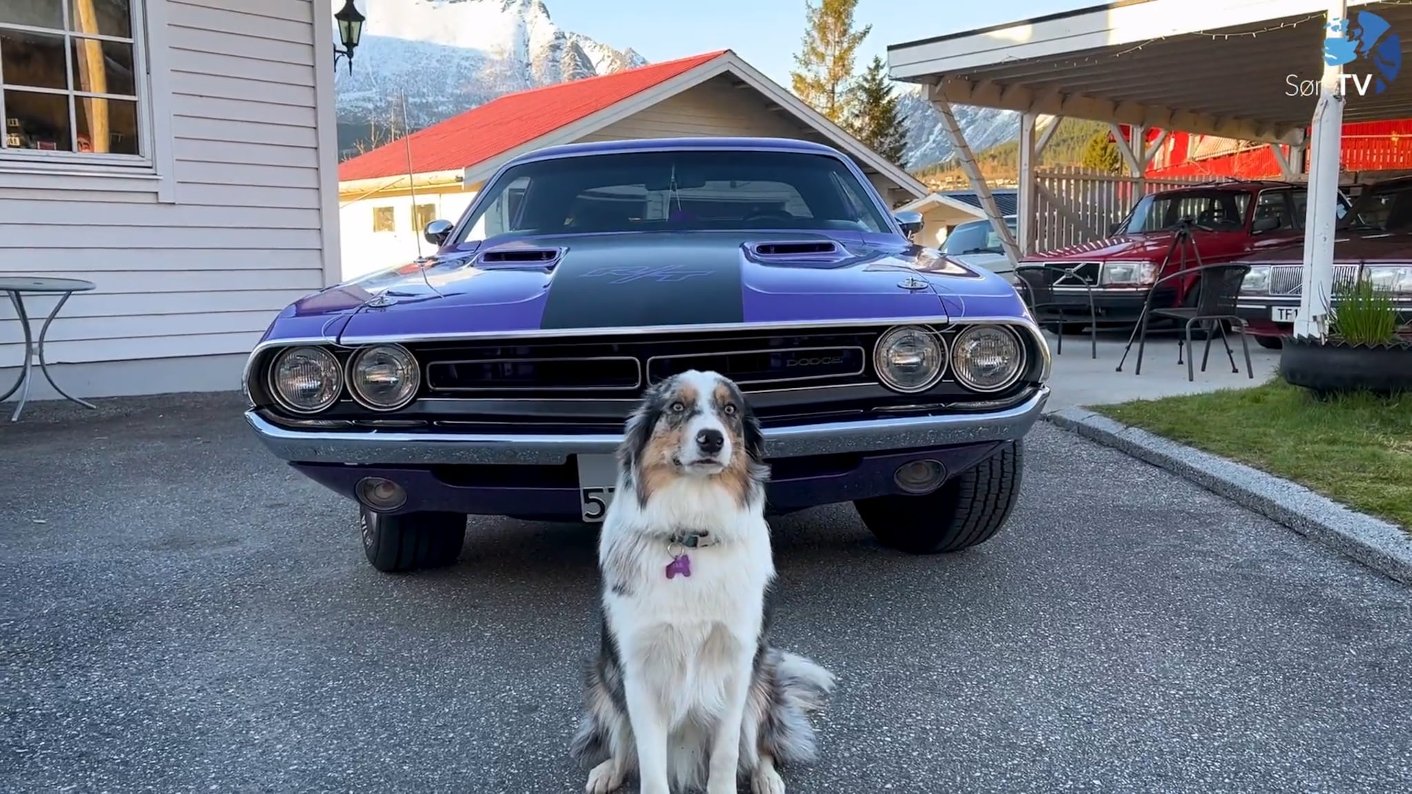 Full tenning - Plum crazy Dodge Challenger