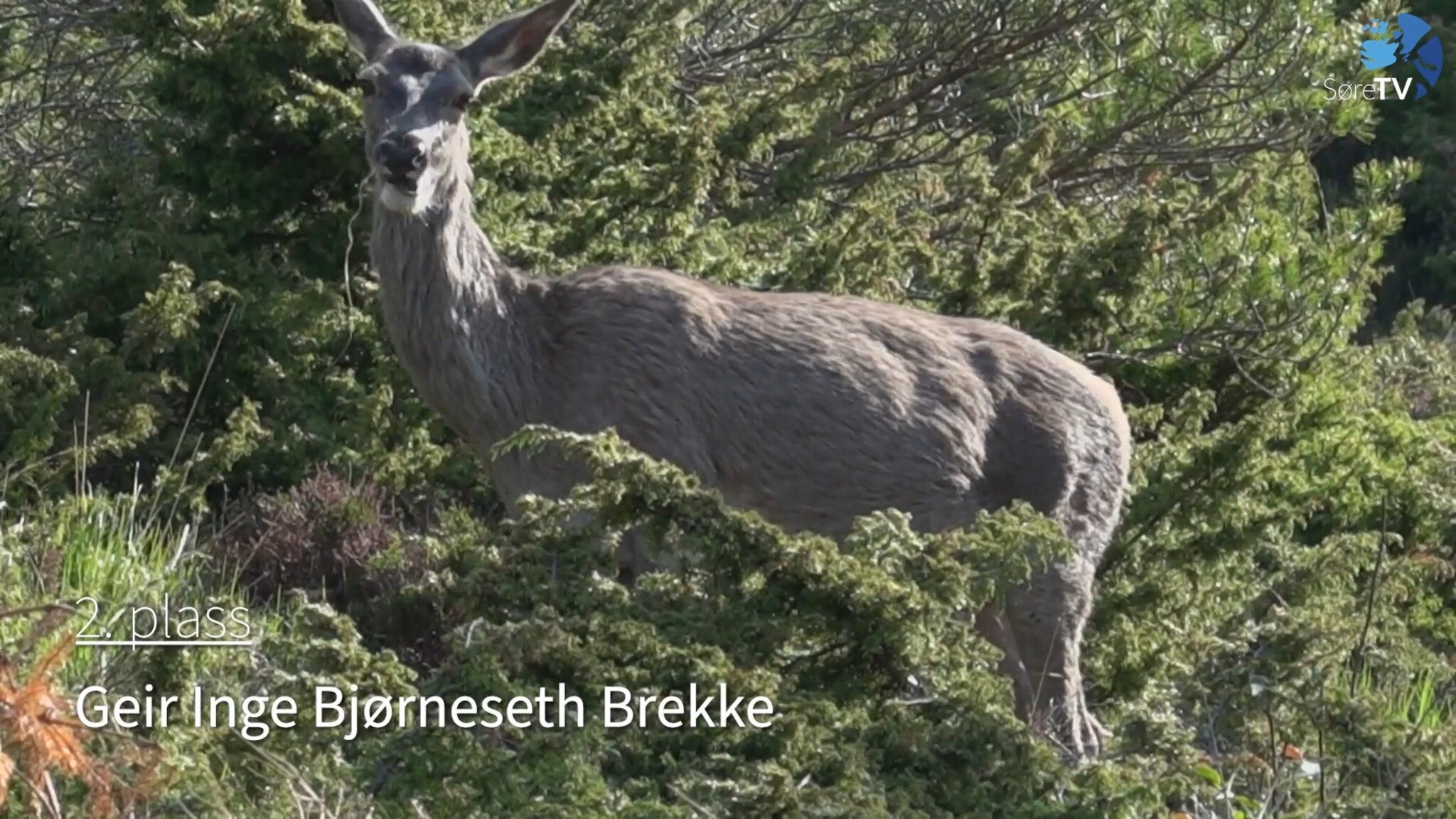 Månadens beste lesarvideo i juli og august
