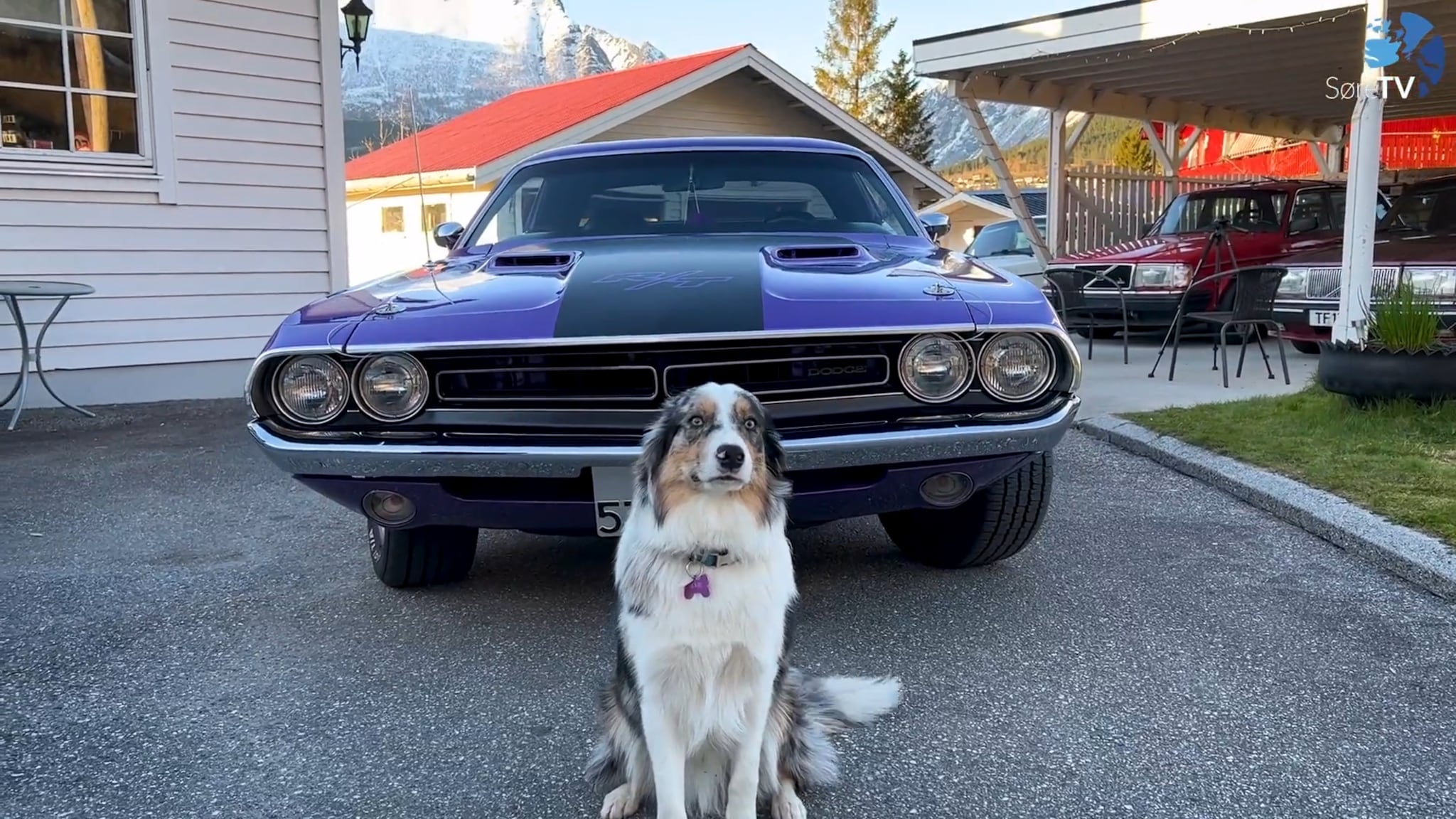 Full tenning - Plum crazy Dodge Challenger