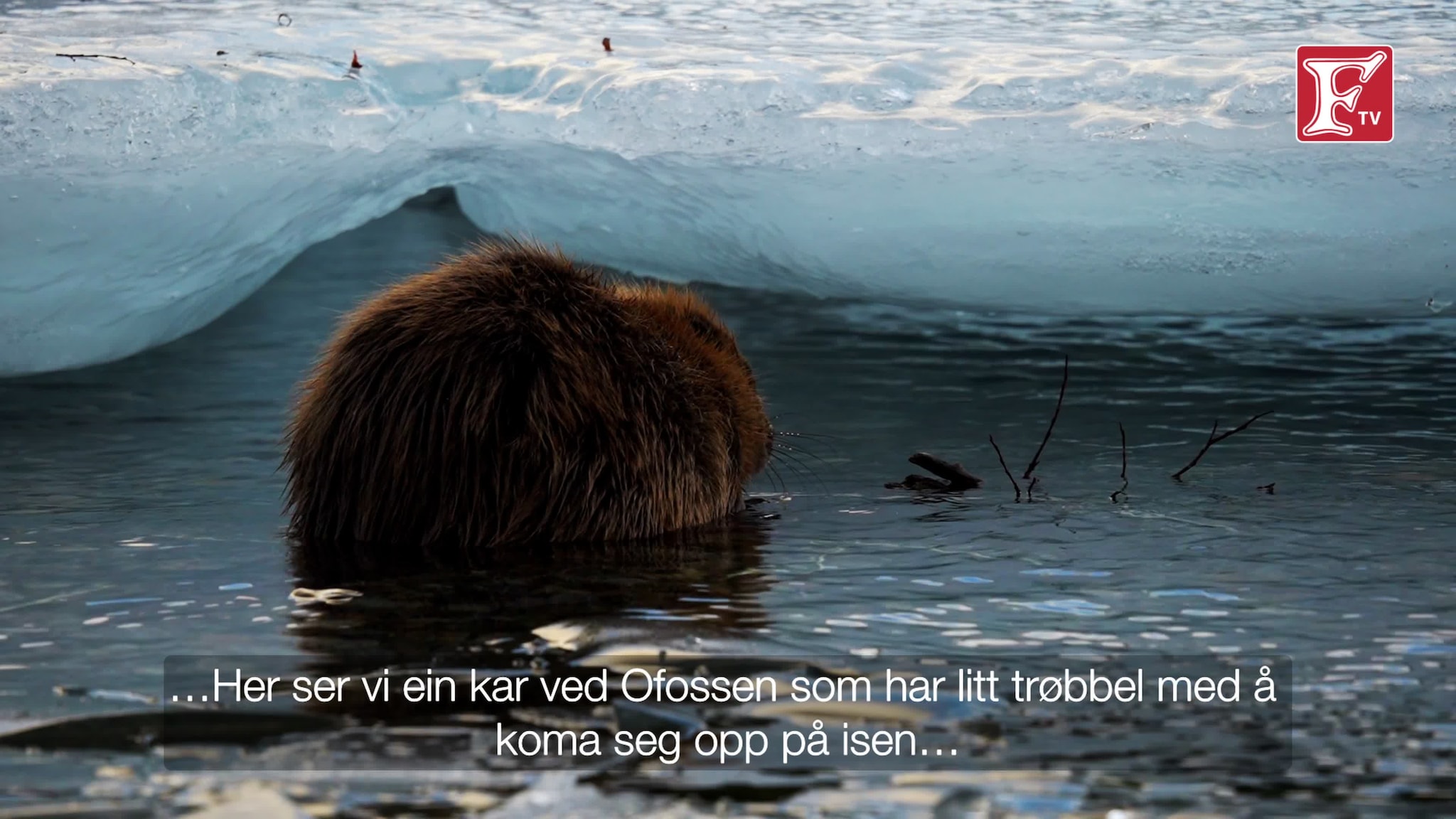 Beveren ved Ofossen