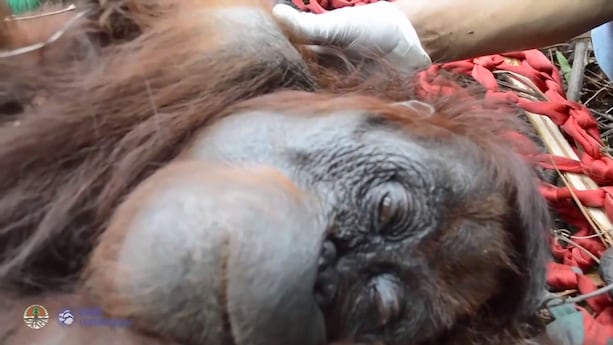 Orangutangbebis räddas från skogsbrand