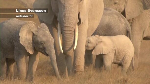 Babyboom bland elefanter i Kenya