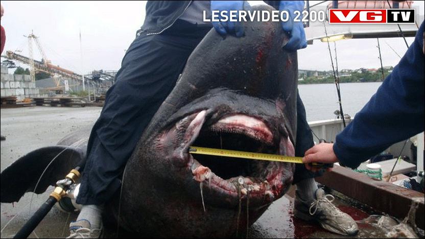 Fisket Hai P 880 Kilo Med Stang VGTV