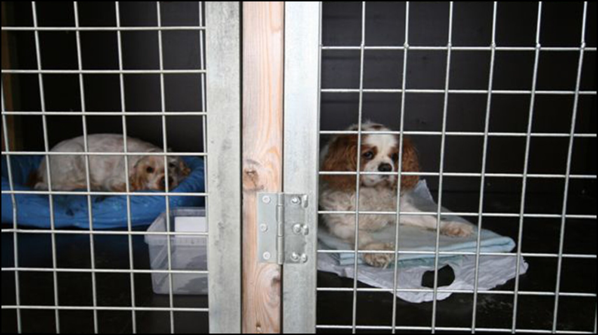 Kjæledyr inne bak lås og slå: - Dette et fengsel for hunder - VG