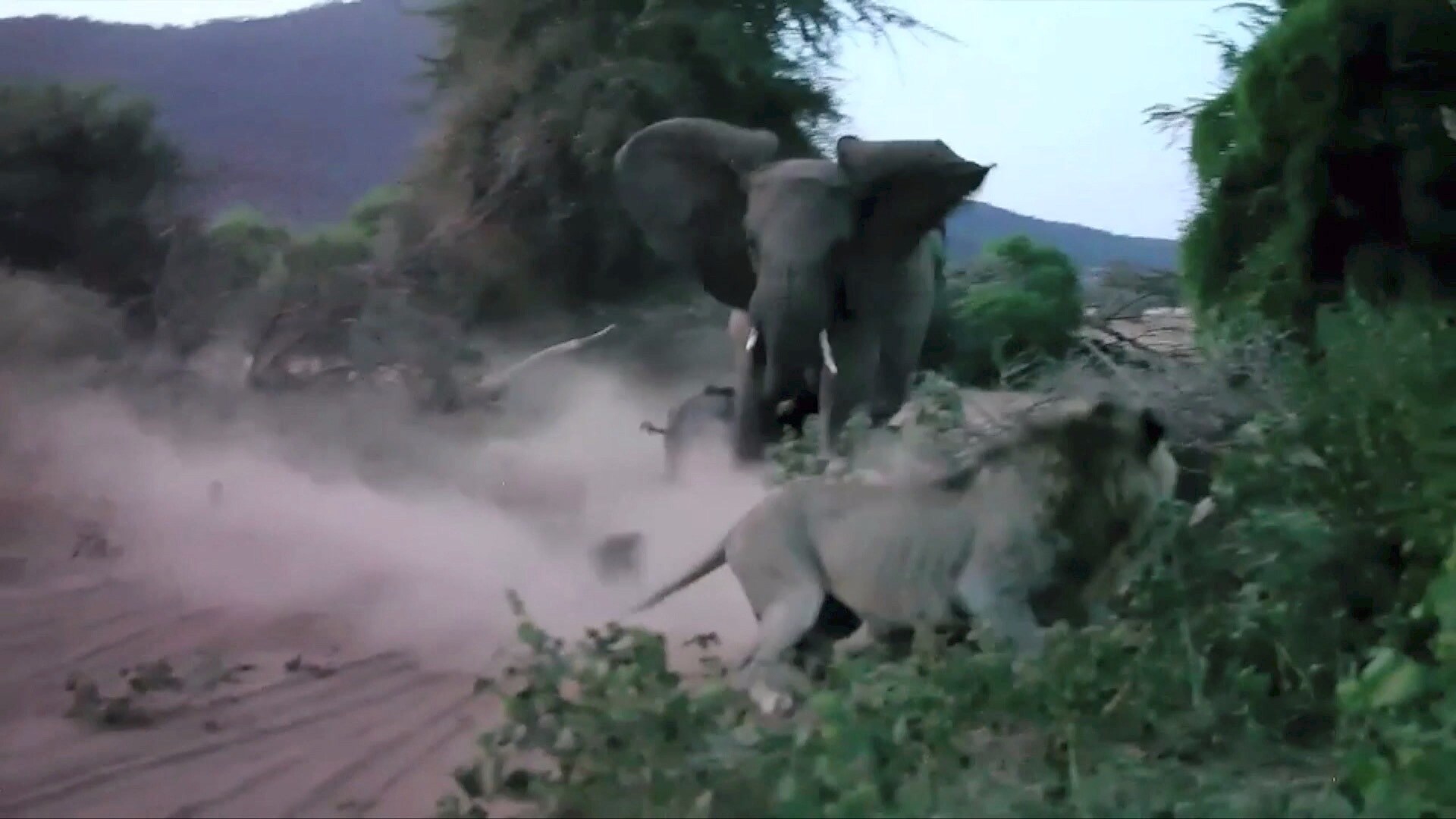 Гиены нападают на львицу. Лев попадает. Крэйвен-охотник фильм 2023. Лев видео. Львы дерутся.