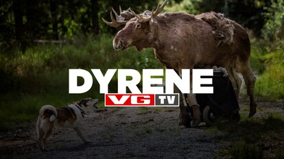 Dbsk dating på jorden cast