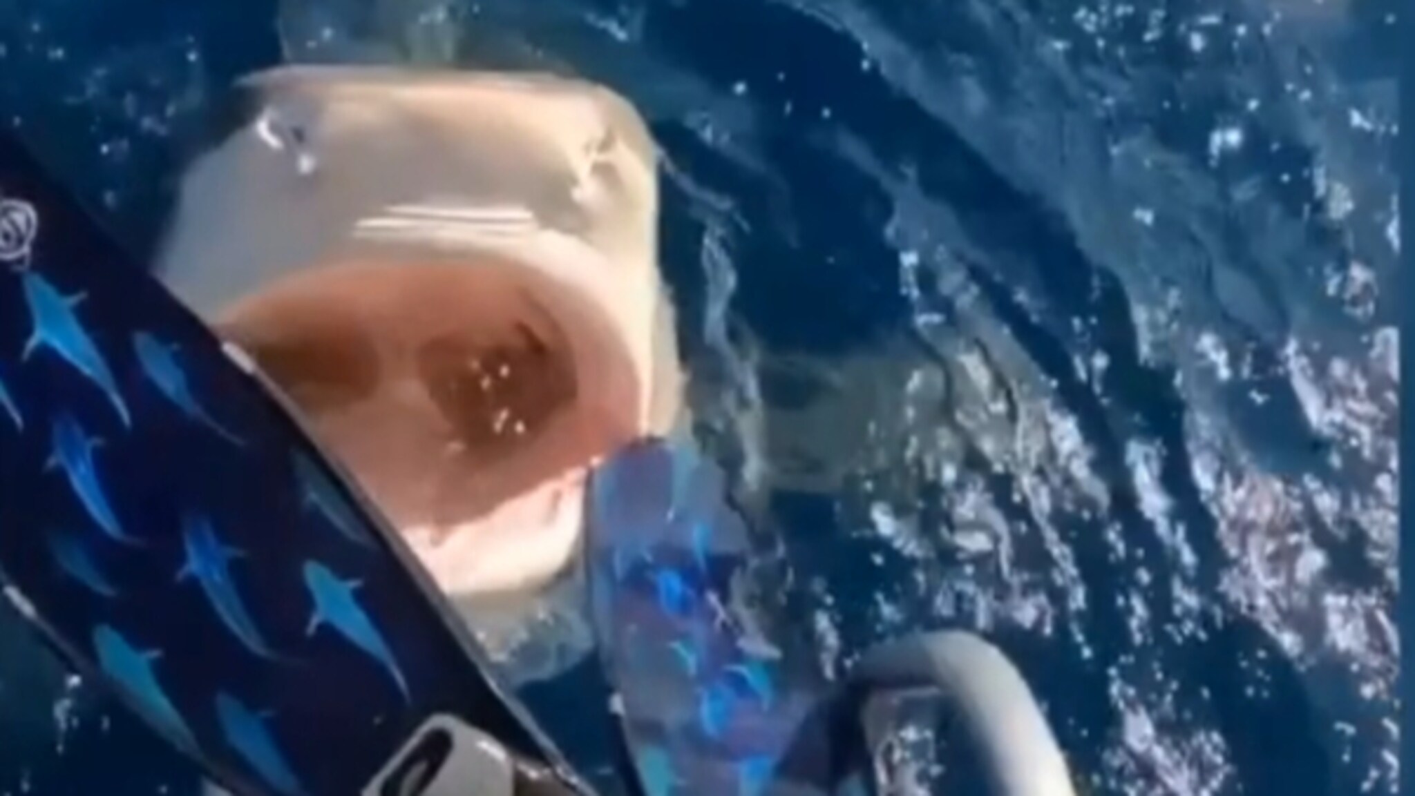 I pescatori hanno trovato i resti di un uomo in uno squalo