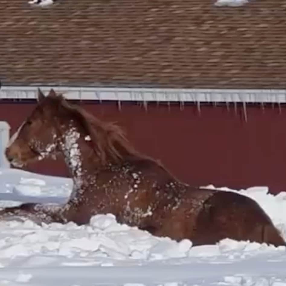 Hest fast i snø - se kreativ redningsaksjon - VGTV