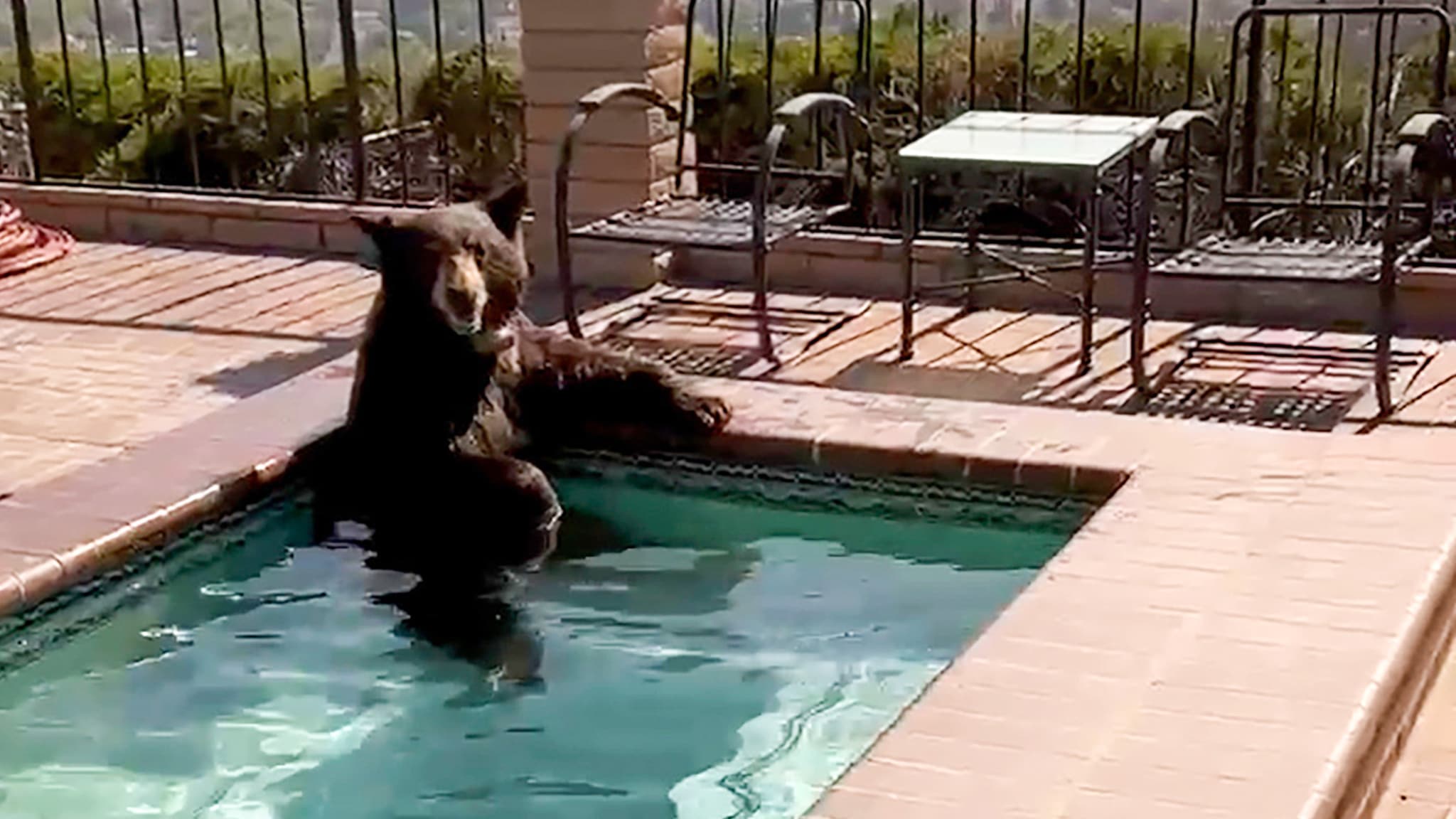 Bathing Bear in California Pool: Police Respond in Burbank