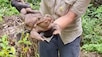 «Padzilla» oppdaget i Australia – monsterpadden veide 2,7 kilo