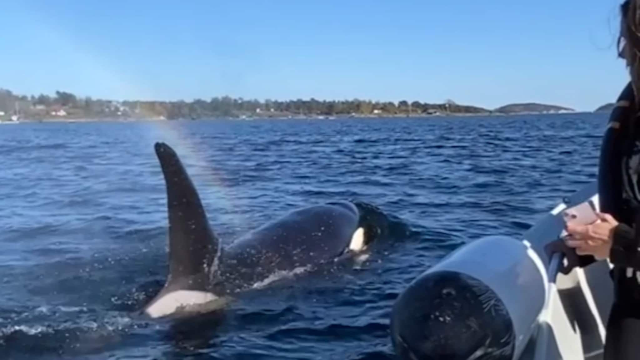 Kjørte med spekkhuggere i Oslofjorden: – Har alltid drømt om det - VG