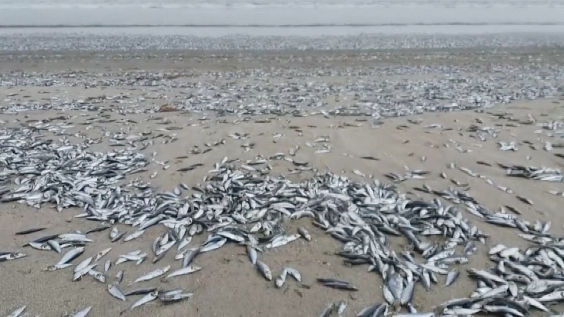 Gjør urovekkende funn på stranden